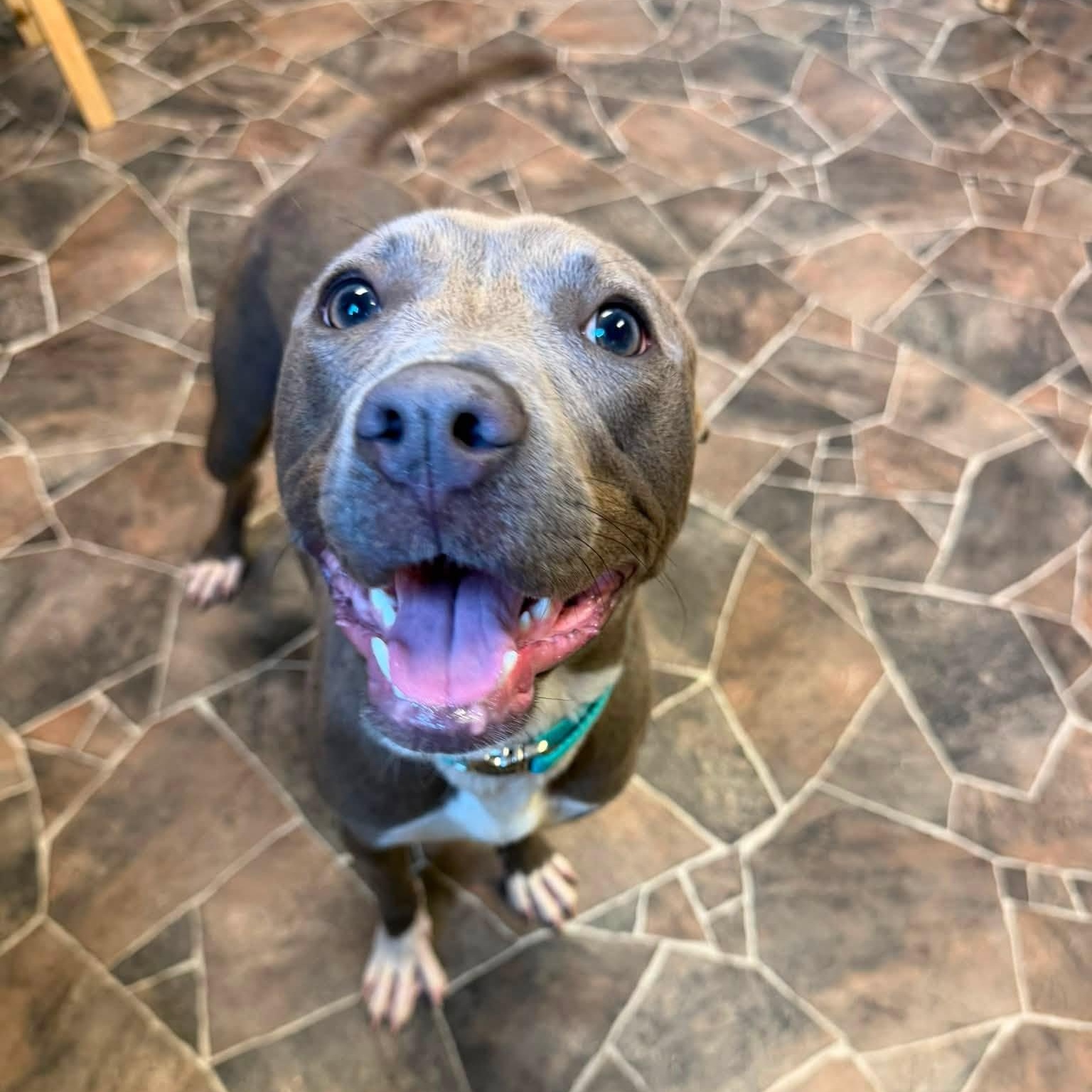 Bao, ADOPTABLE, Young Female Pit Bull Terrier.