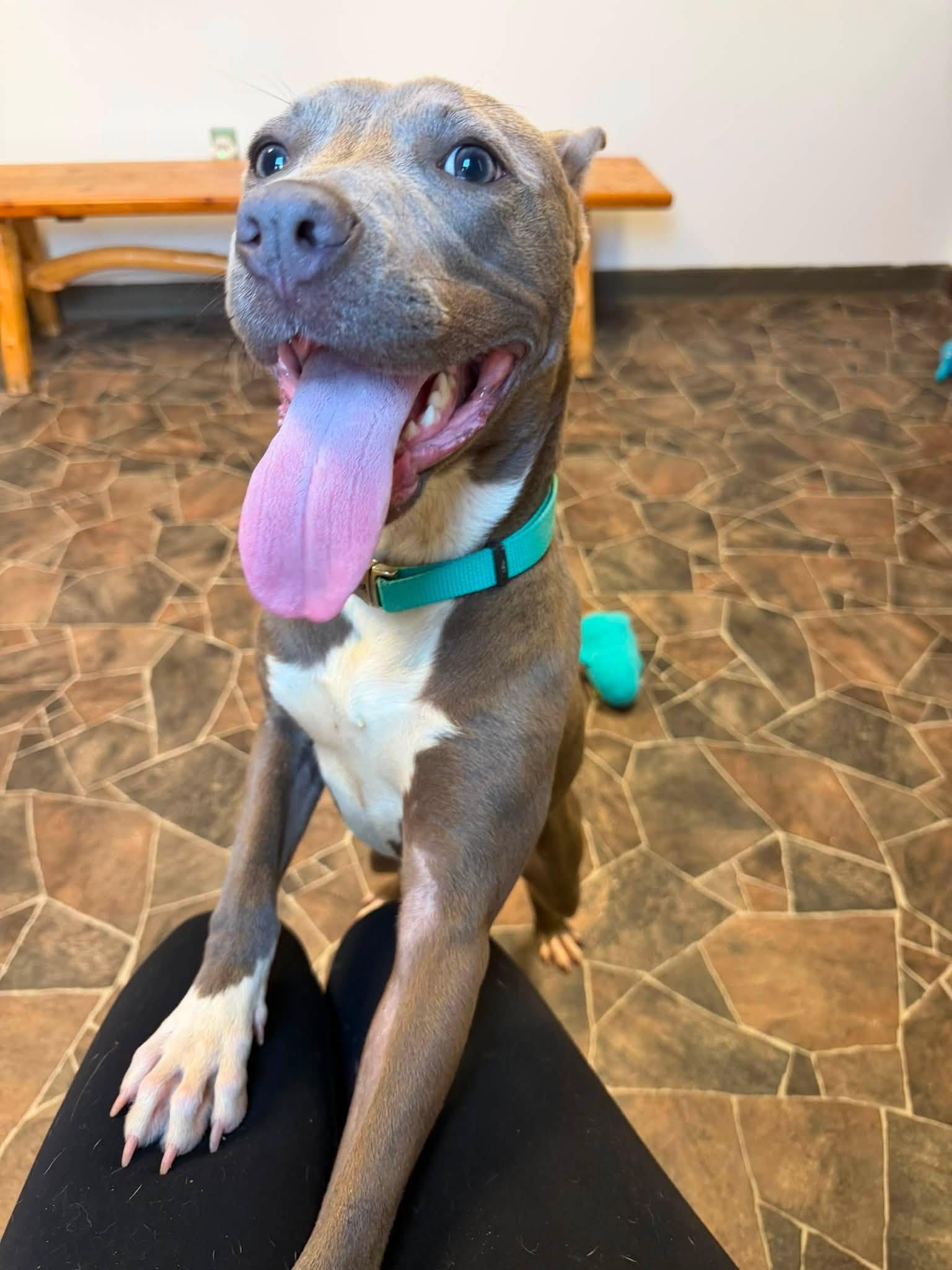Bao, a ADOPTABLE mixed breed in Sterling Heights, MI image 6/6