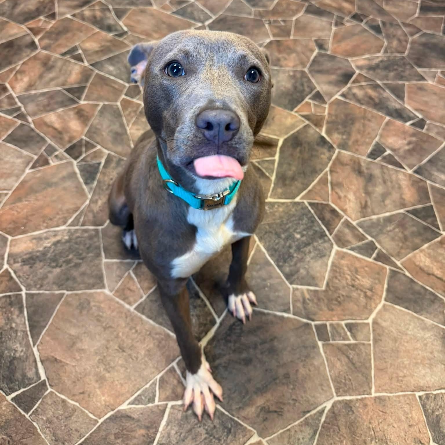 Bao, a ADOPTABLE mixed breed in Sterling Heights, MI image 4/6