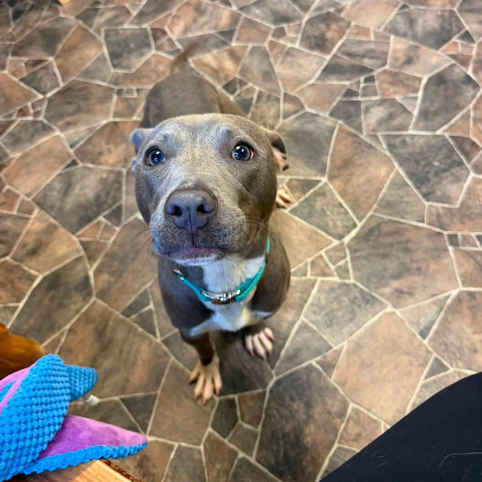 Bao, a ADOPTABLE mixed breed in Sterling Heights, MI image 3/6