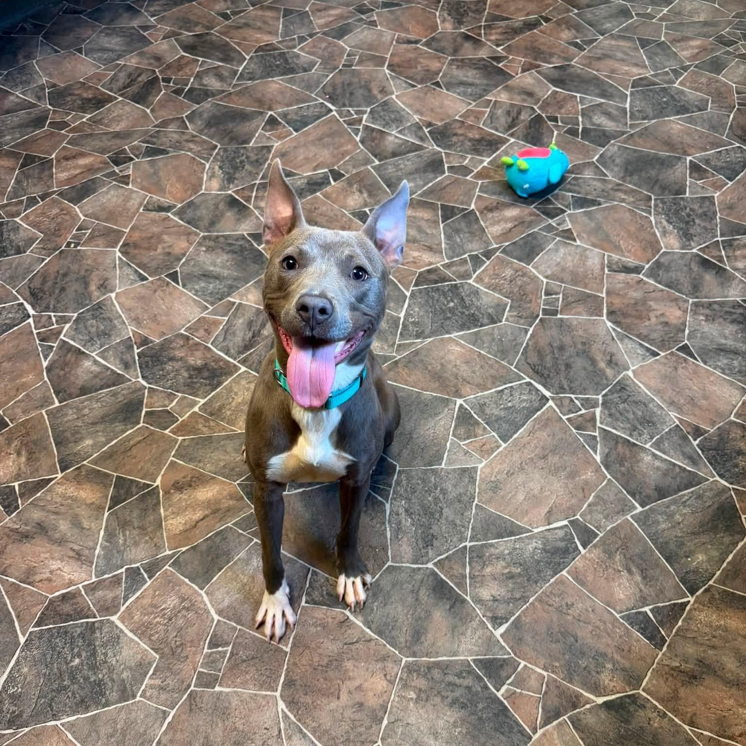 Bao, a ADOPTABLE mixed breed in Sterling Heights, MI image 2/6