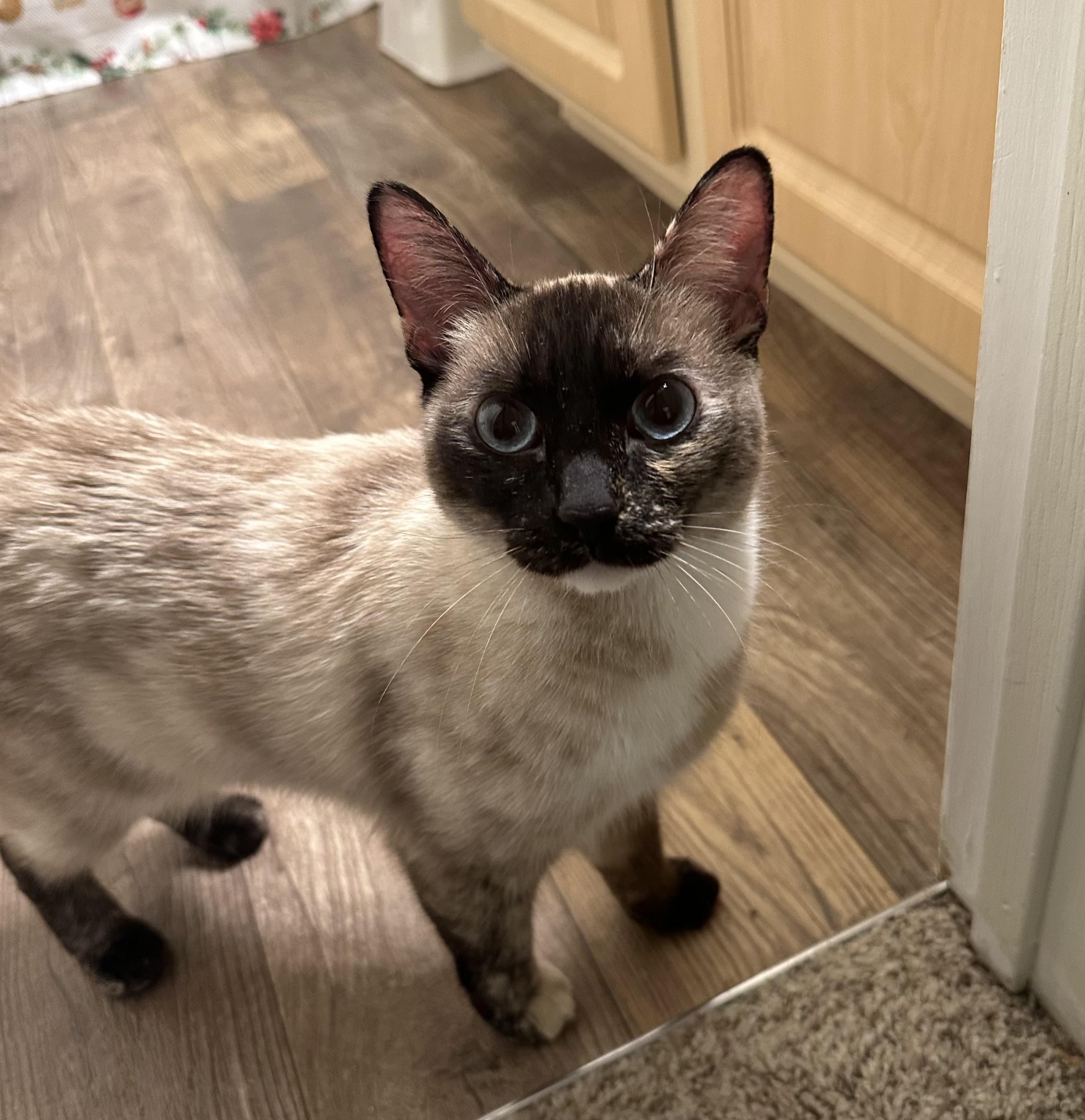 Enlarge EMME BROWN, a ADOPTABLE mixed breed in Reno, NV image 5/5