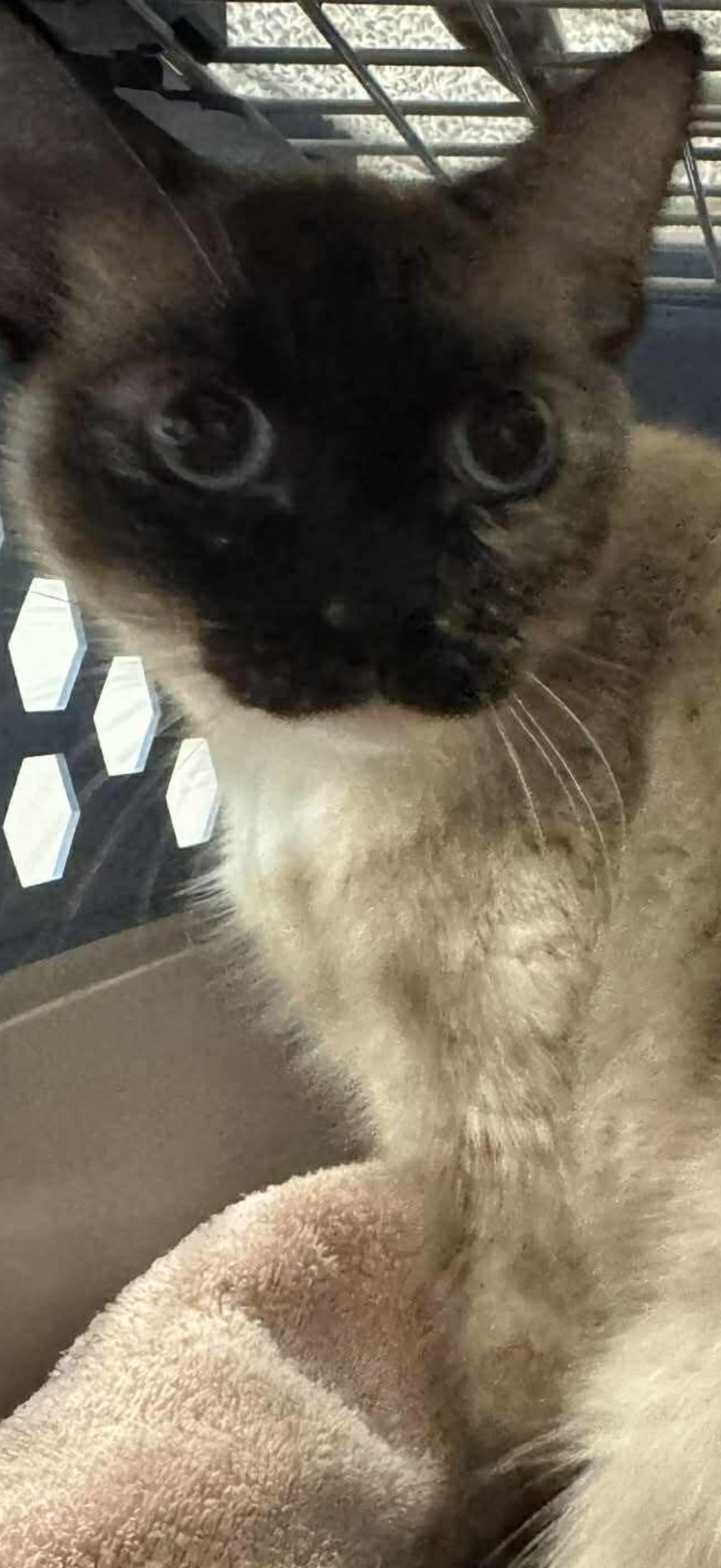EMME BROWN, ADOPTABLE, Adult Female Siamese.