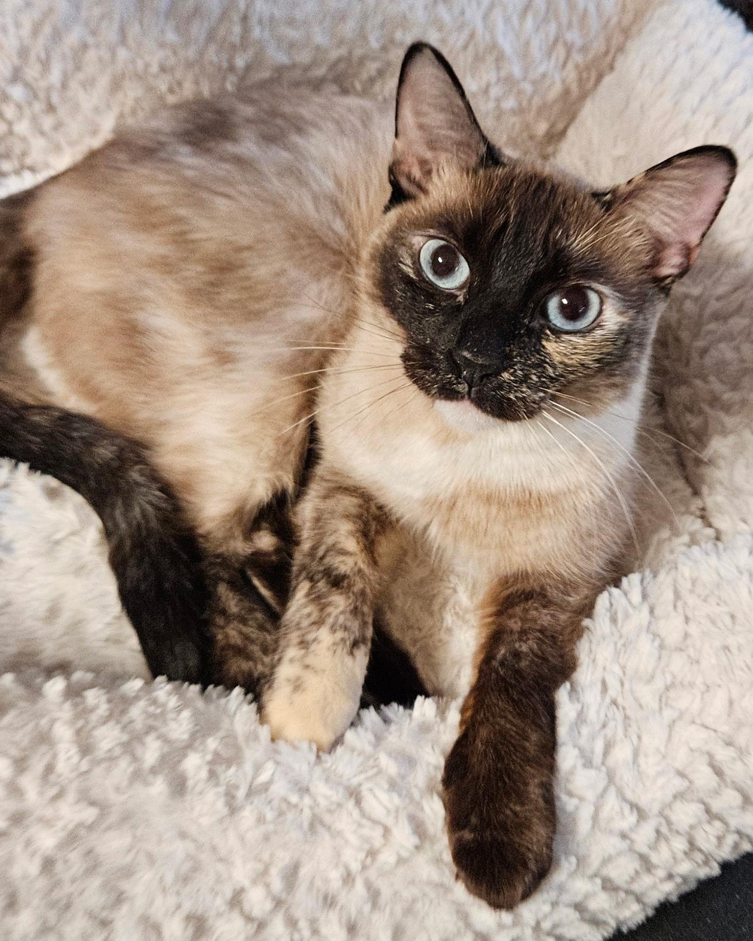 EMME BROWN, a ADOPTABLE mixed breed in Reno, NV image 2/3