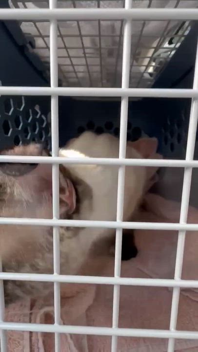 Enlarge EMME BROWN, a ADOPTABLE mixed breed in Reno, NV video 3/3