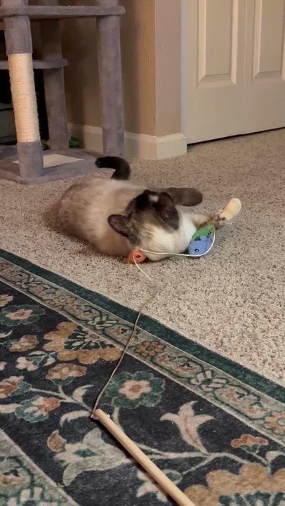 Enlarge EMME BROWN, a ADOPTABLE mixed breed in Reno, NV video 3/5