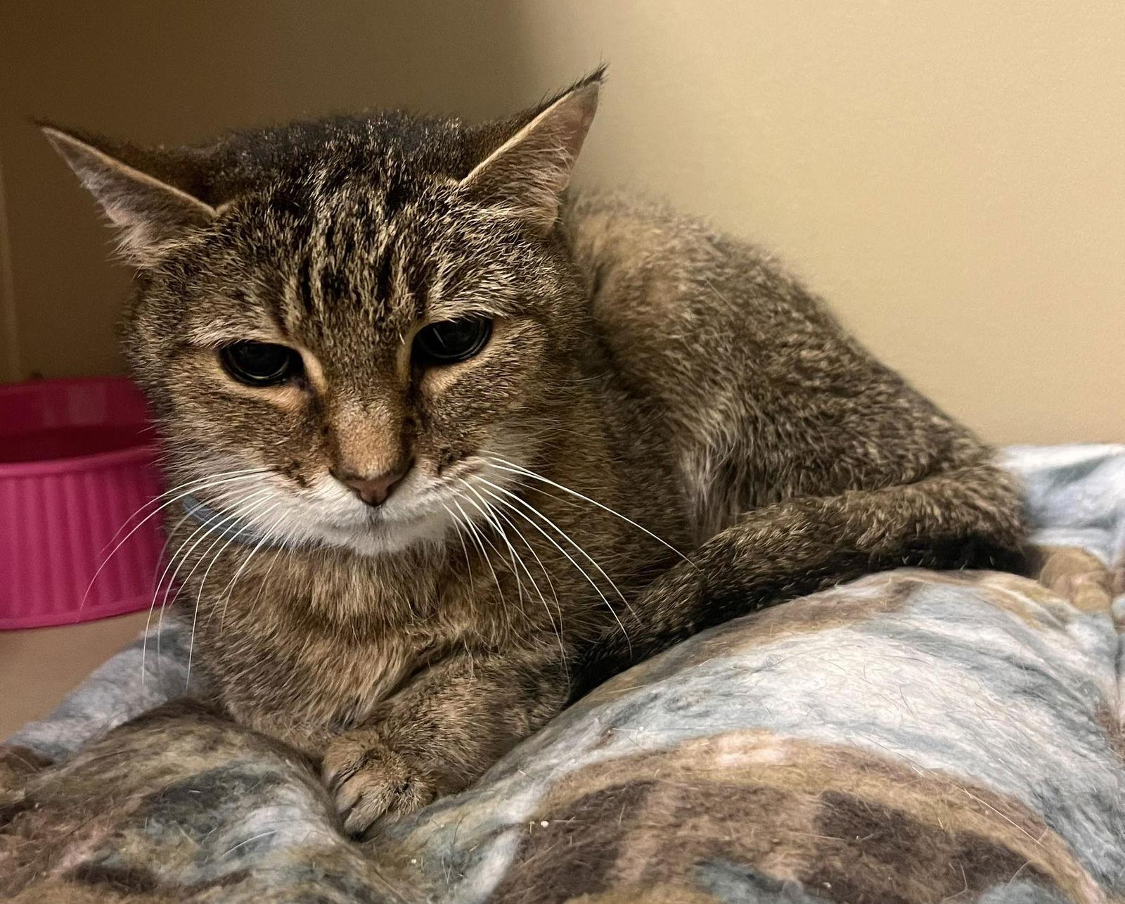 Enlarge Stella, a Adoptable Domestic Short Hair in Pryor, OK image 1/1