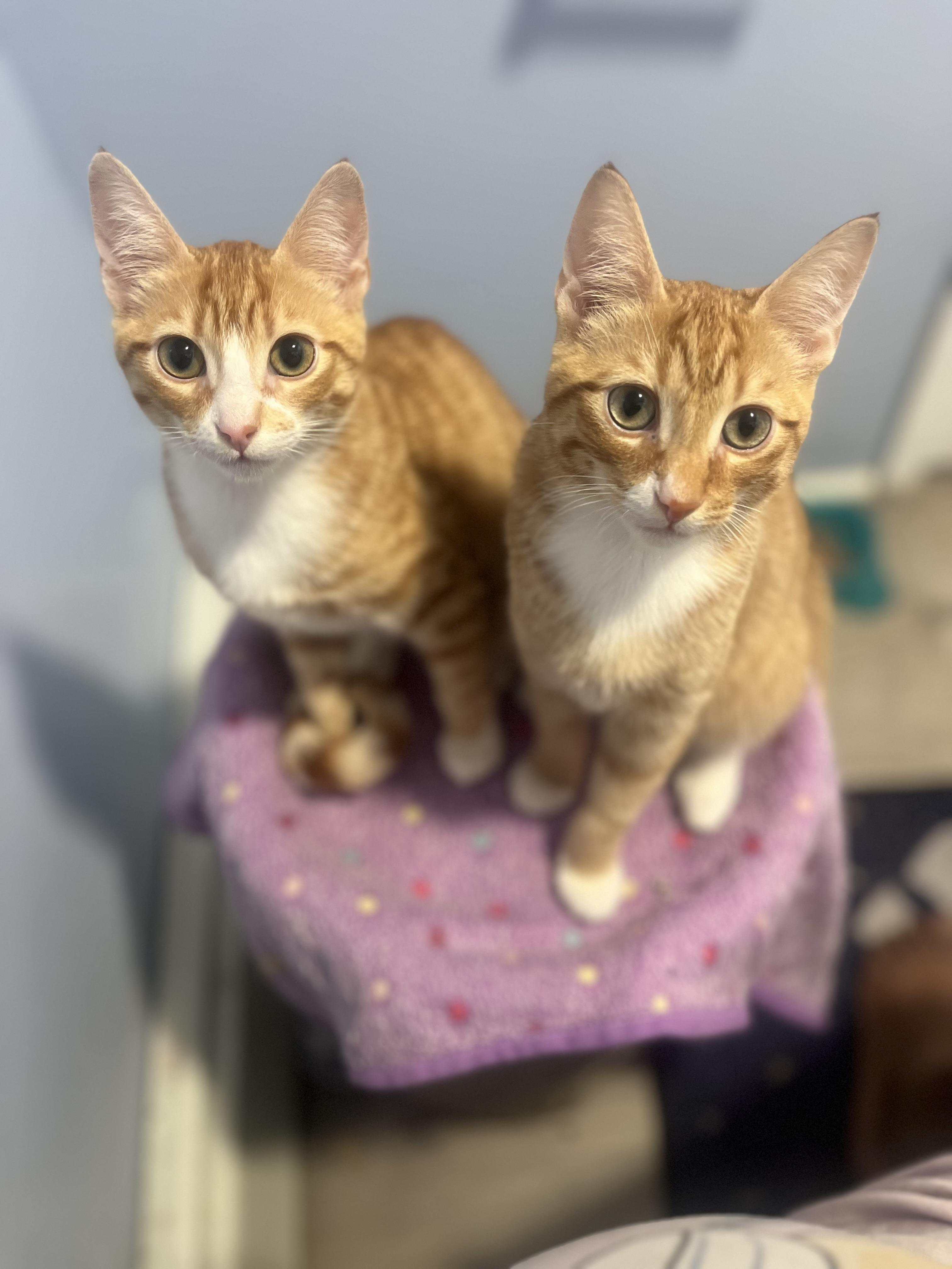 Enlarge Sunrise and Tanner , an adopted Domestic Short Hair in Brooklyn, NY image 3/4