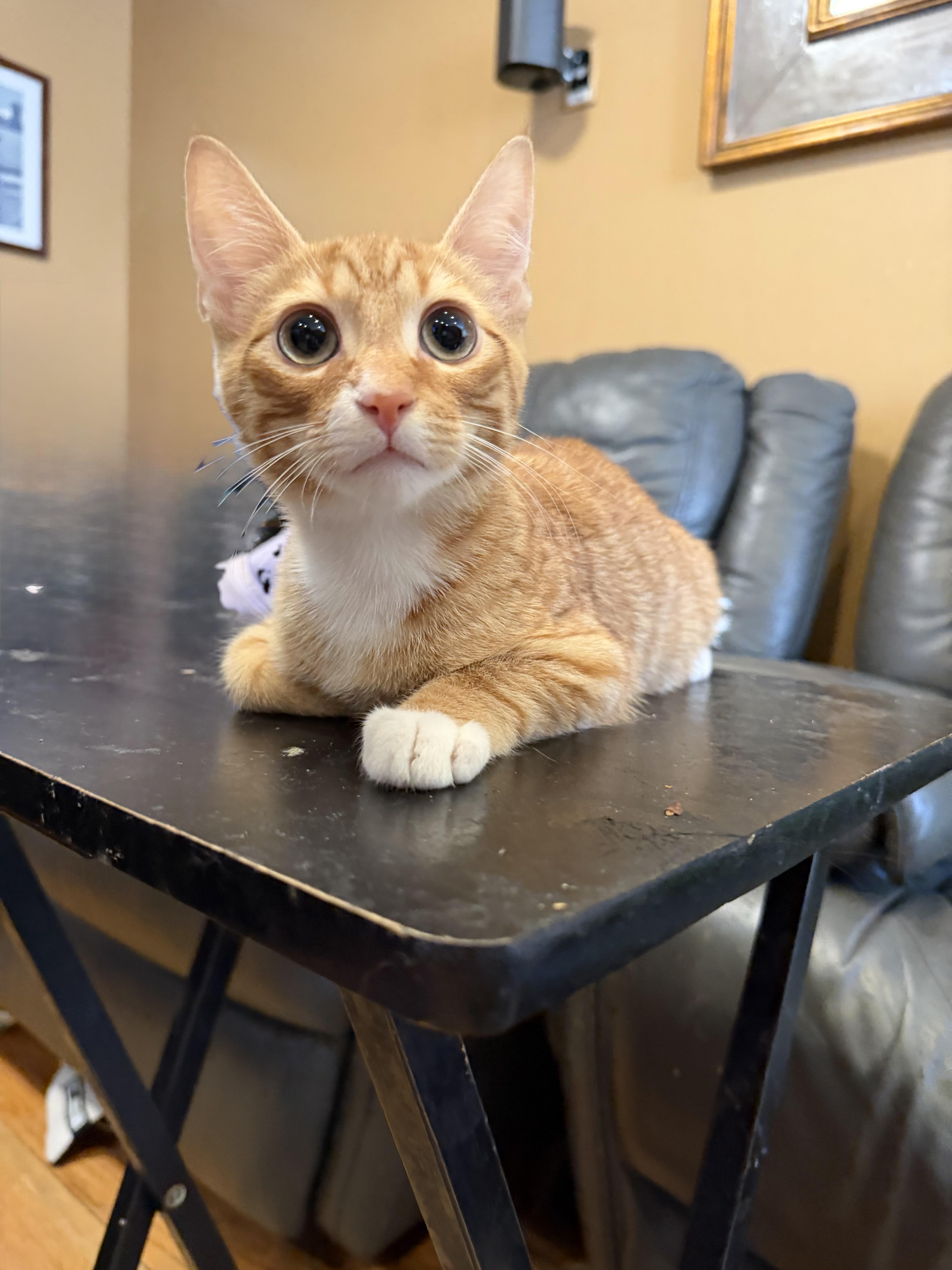 Enlarge Sunrise and Tanner , an adopted Domestic Short Hair in Brooklyn, NY image 4/4