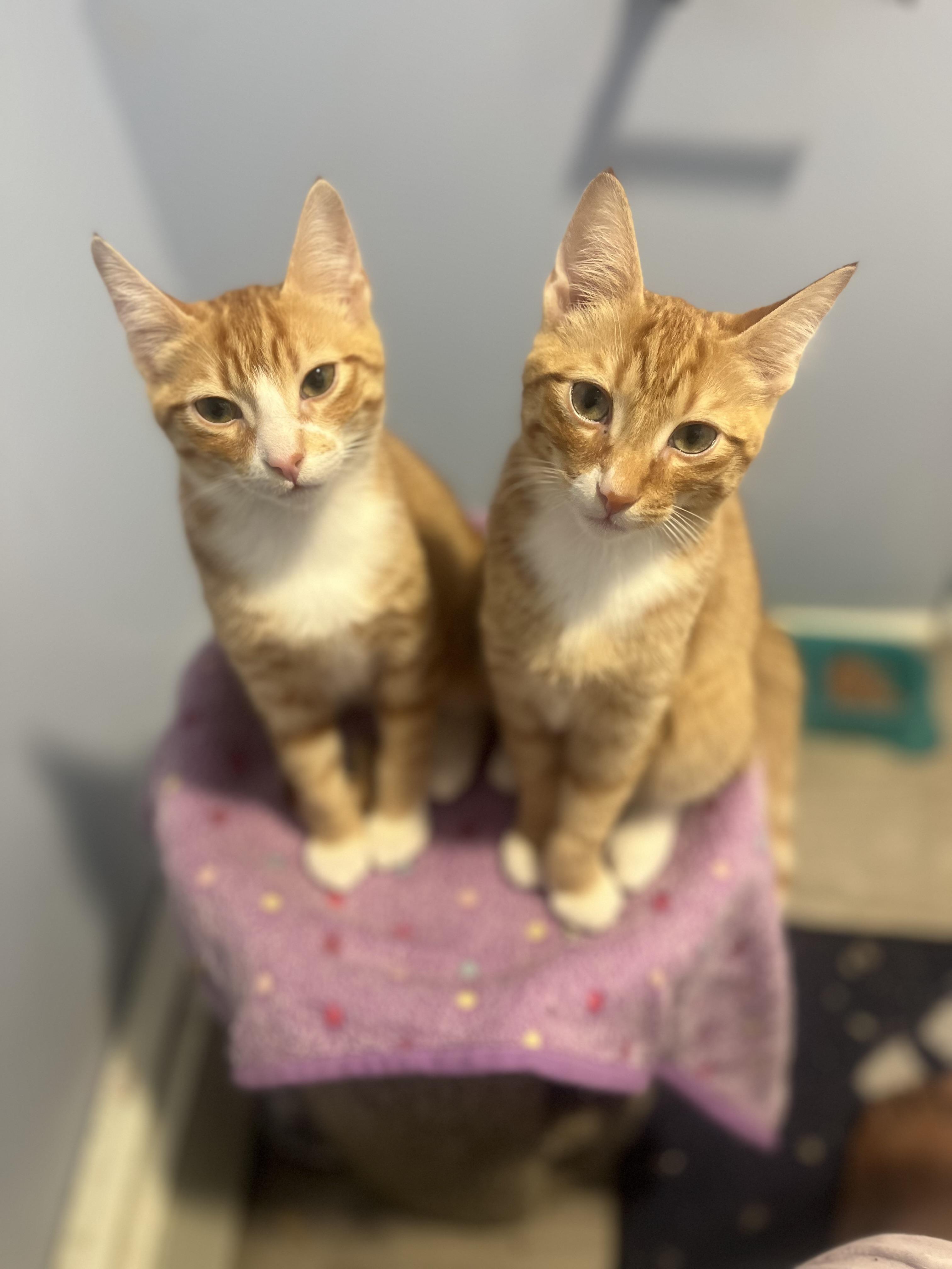 Enlarge Sunrise and Tanner , an adopted Domestic Short Hair in Brooklyn, NY image 2/4