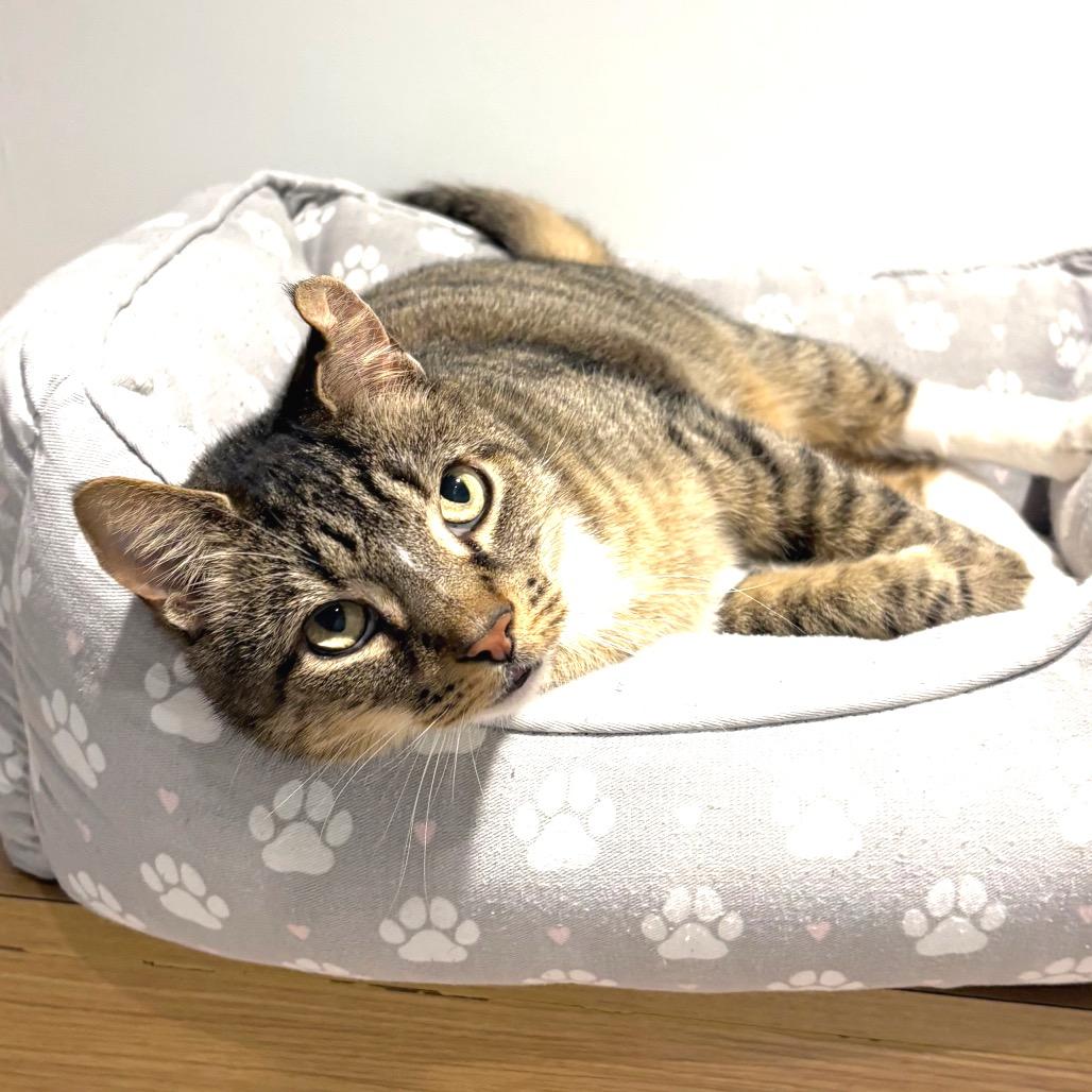 Atticus, Adoptable, Adult Male Domestic Short Hair.