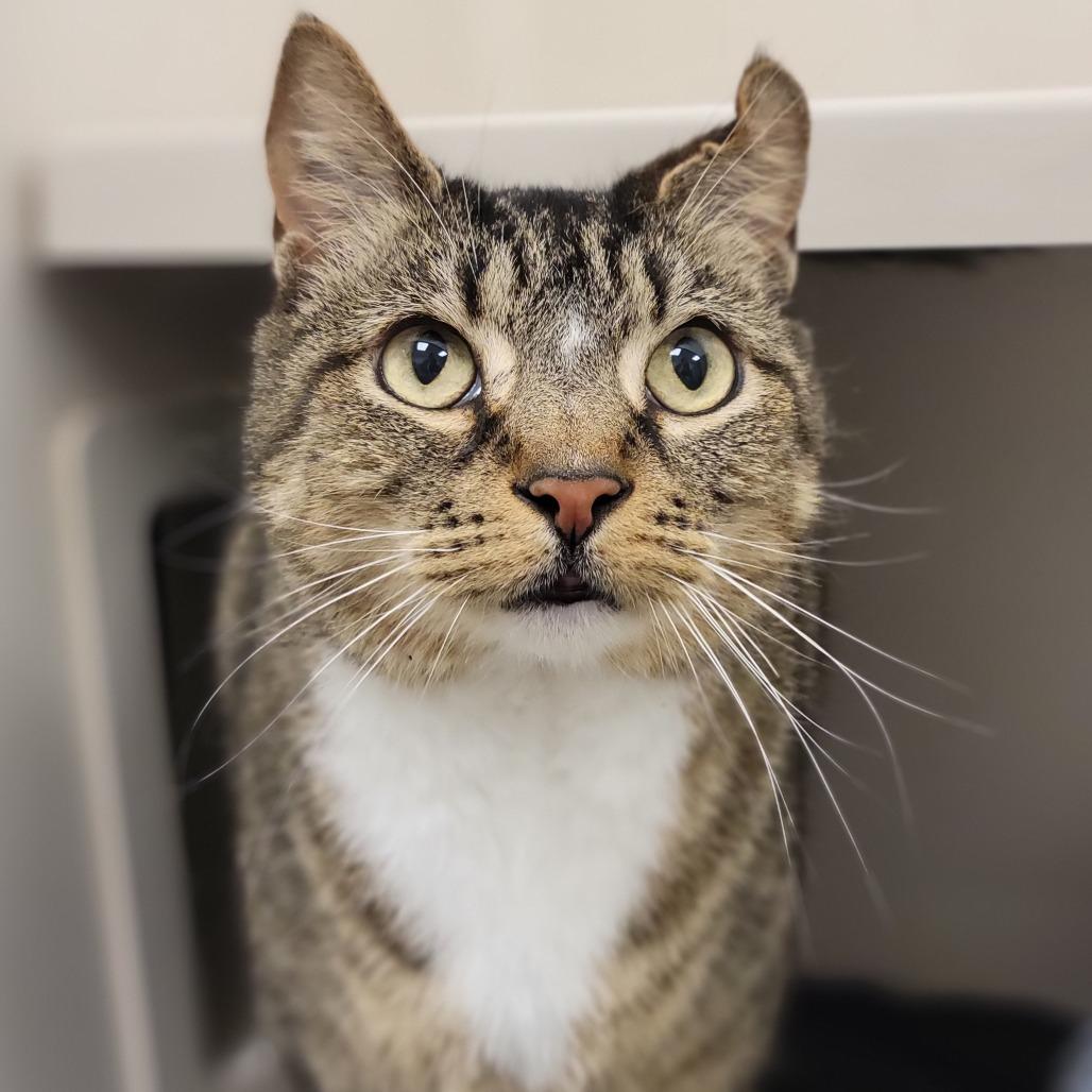 Enlarge Atticus, a Adoptable Domestic Short Hair in Sarasota, FL image 2/6