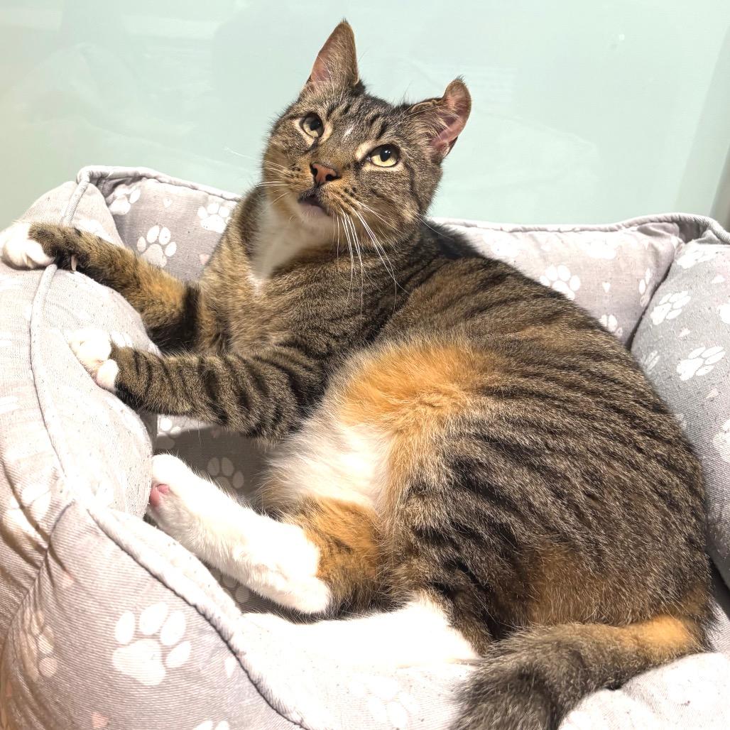 Enlarge Atticus, a Adoptable Domestic Short Hair in Sarasota, FL image 3/6