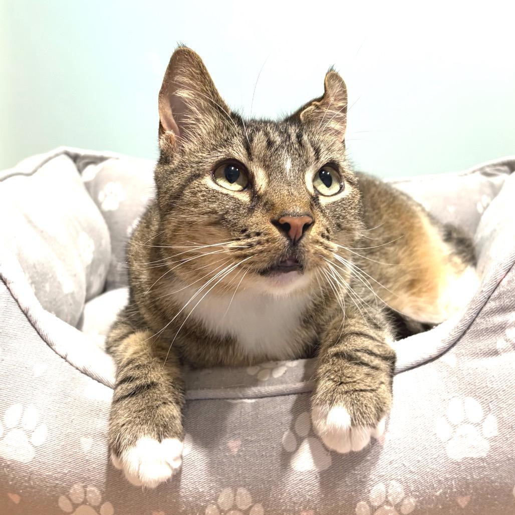 Enlarge Atticus, a Adoptable Domestic Short Hair in Sarasota, FL image 4/6