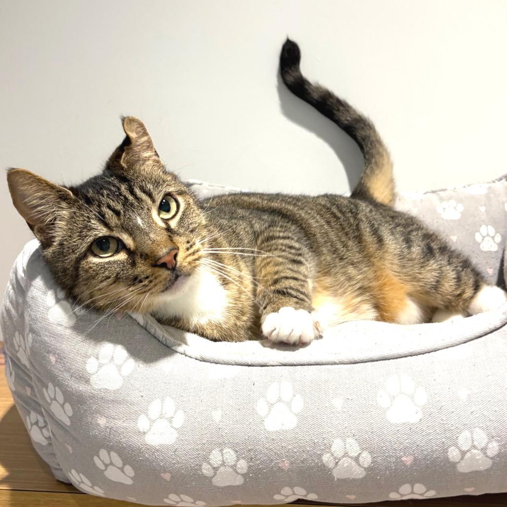 Enlarge Atticus, a Adoptable Domestic Short Hair in Sarasota, FL image 5/6