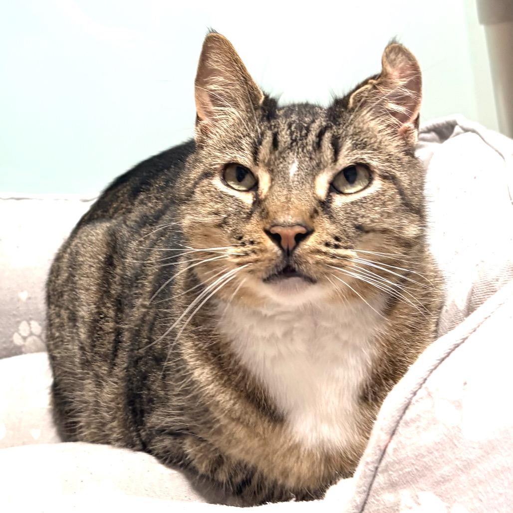 Enlarge Atticus, a Adoptable Domestic Short Hair in Sarasota, FL image 6/6