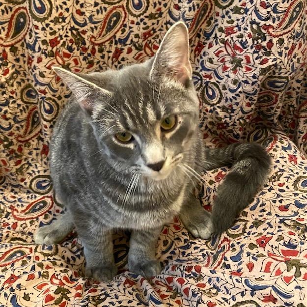 Enlarge Silvio, a Adoptable Domestic Short Hair in Sterling Heights, MI image 1/1