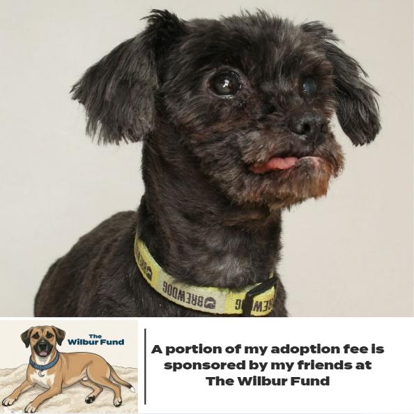 Enlarge Riggy Moe D65456 (Sponsored), a Adoptable mixed breed in Minnetonka, MN image 1/6