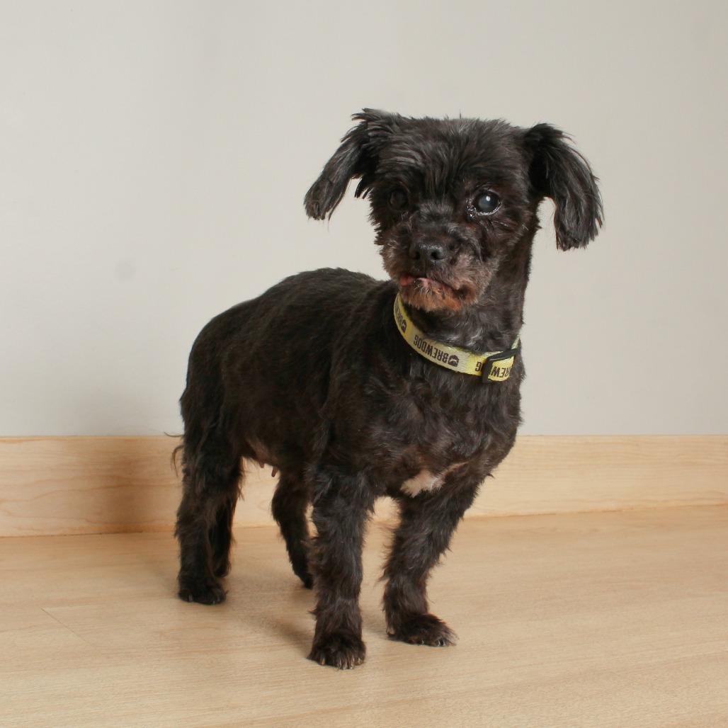 Riggy Moe D65456, Adoptable, Senior Female Shih Tzu & Mixed Breed.