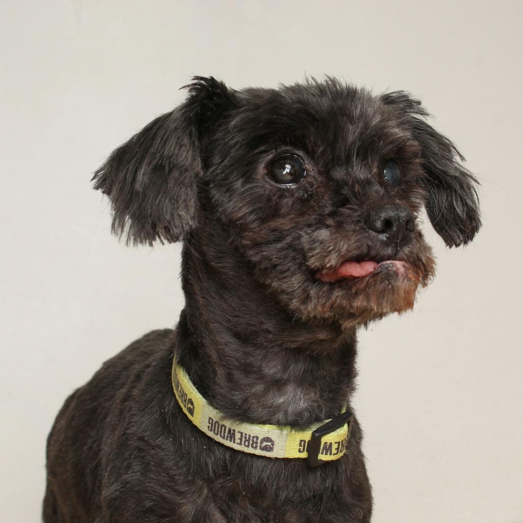 Riggy Moe D65456, a Adoptable mixed breed in Minnetonka, MN image 2/6