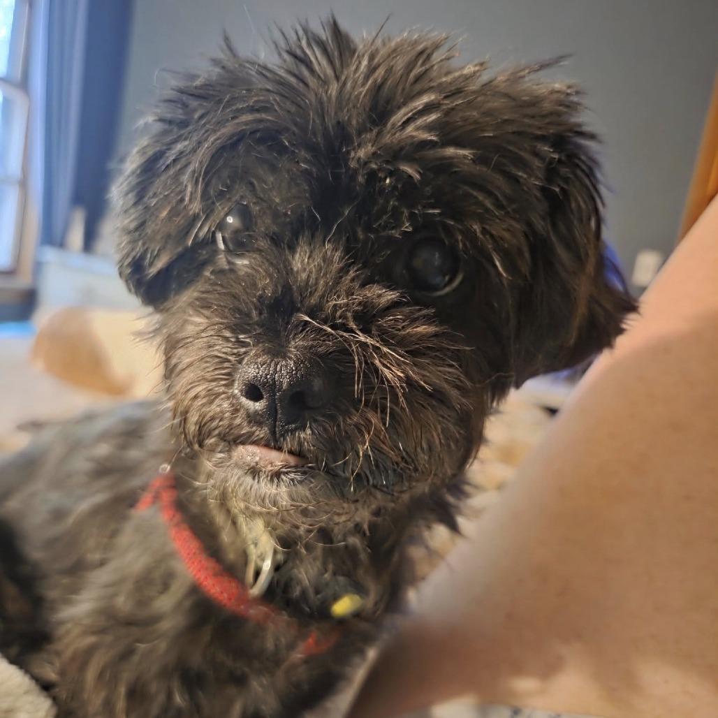 Riggy Moe D65456, a Adoptable mixed breed in Minnetonka, MN image 3/6