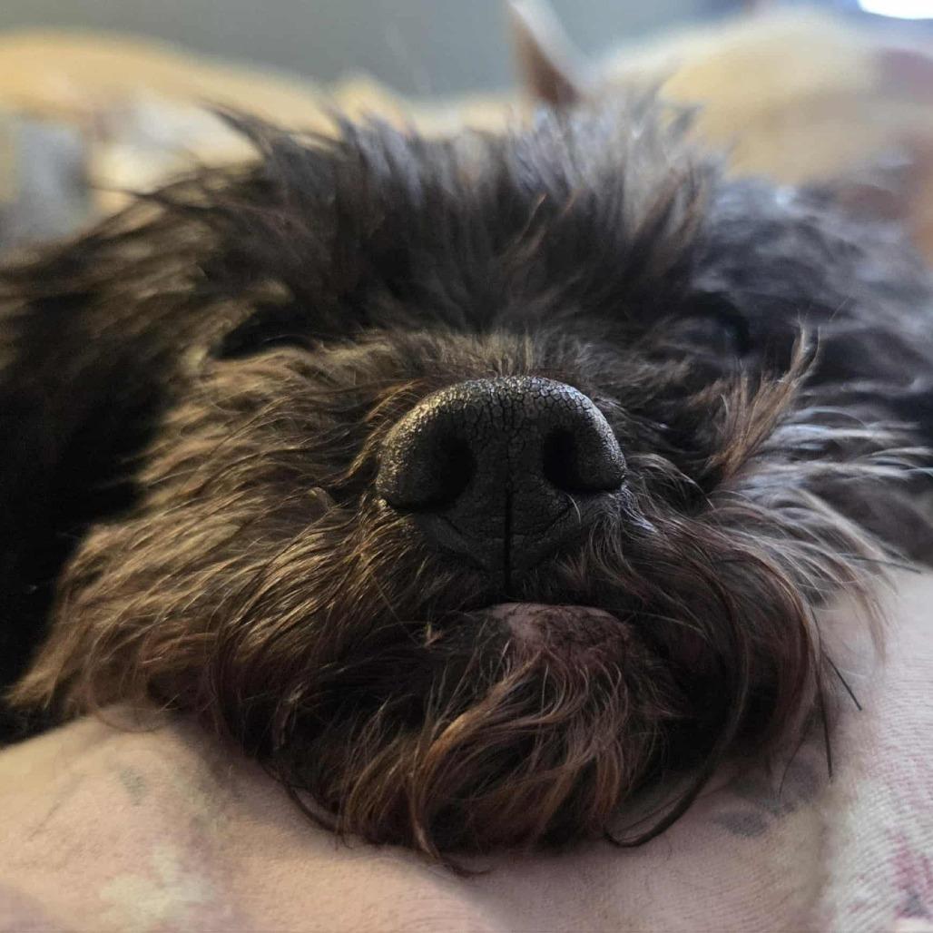 Riggy Moe D65456, a Adoptable mixed breed in Minnetonka, MN image 4/6