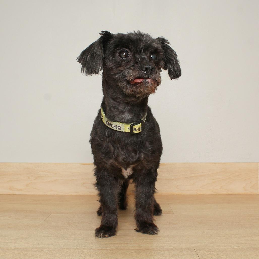 Riggy Moe D65456, a Adoptable mixed breed in Minnetonka, MN image 5/6