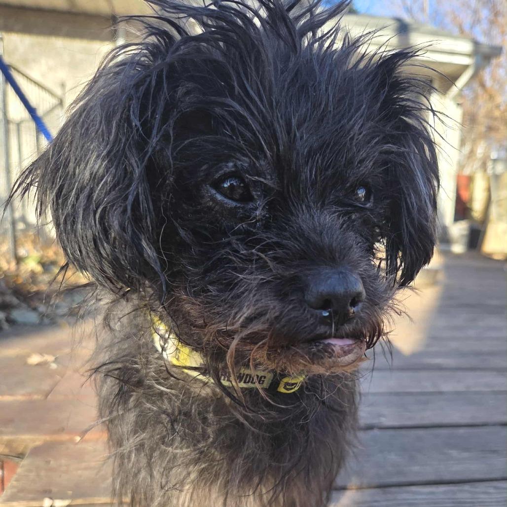 Riggy Moe D65456, a Adoptable mixed breed in Minnetonka, MN image 6/6