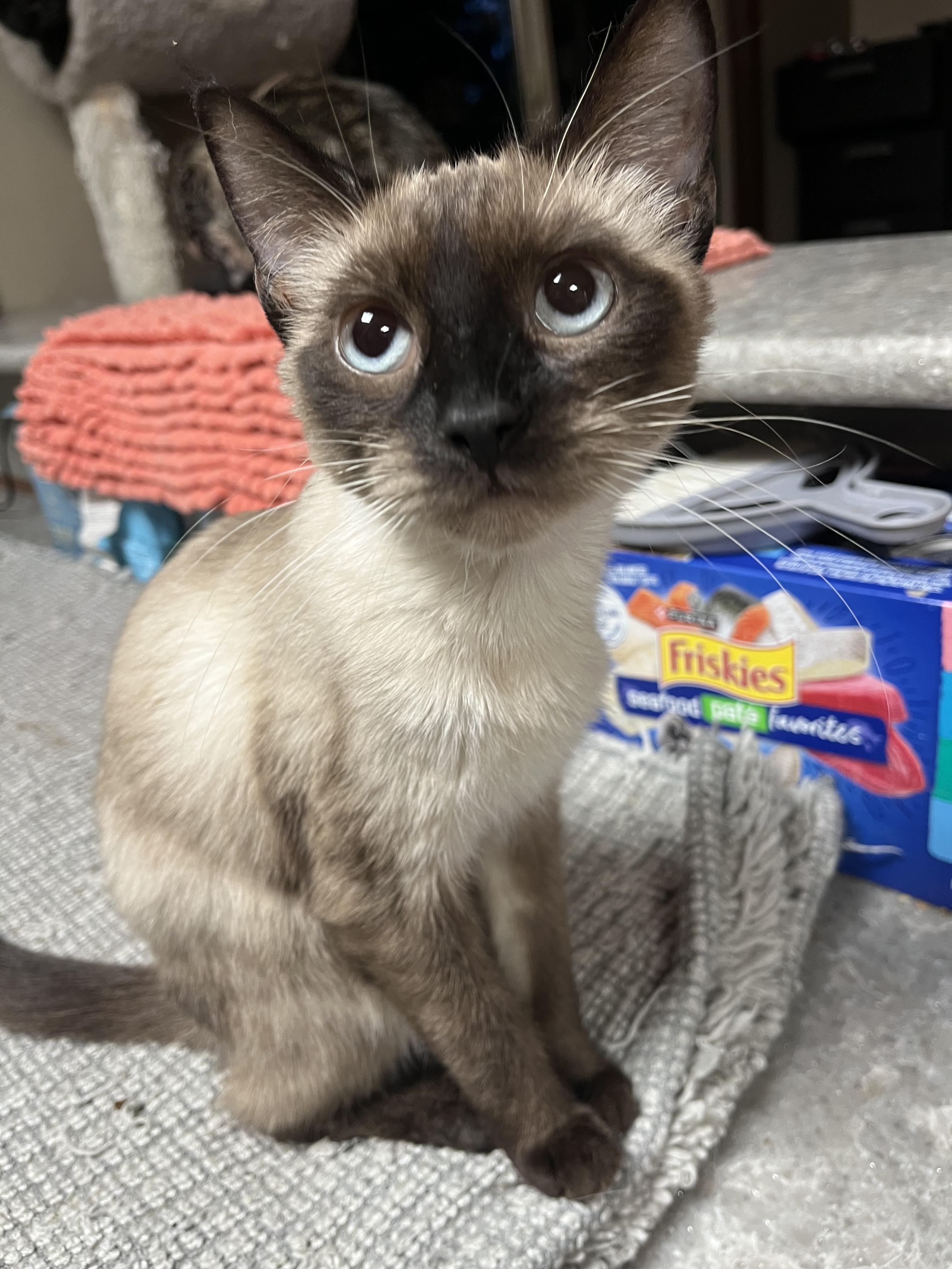 Zeta, ADOPTABLE, Young Female Siamese & Domestic Short Hair.