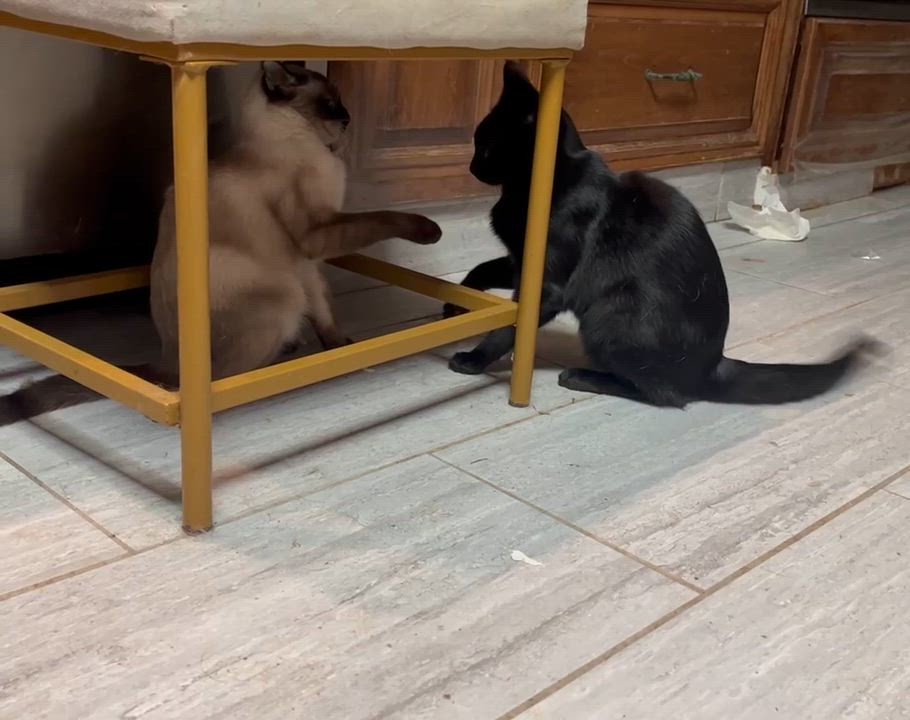 Enlarge Zeta, a ADOPTABLE mixed breed in Clackamas, OR video 2/2