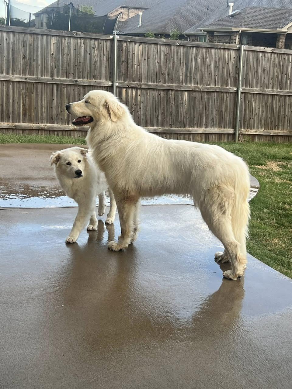 Rooster, Adoptable, Adult Male Great Pyrenees.