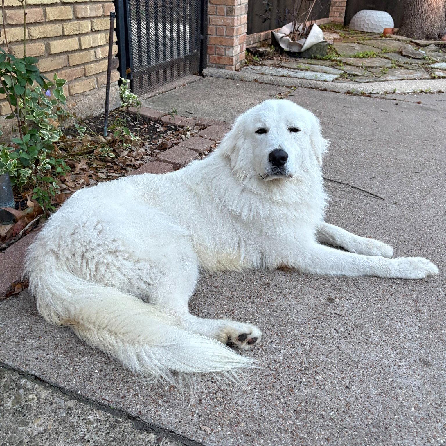 Rooster, a Adoptable Great Pyrenees in Garland, TX image 2/3