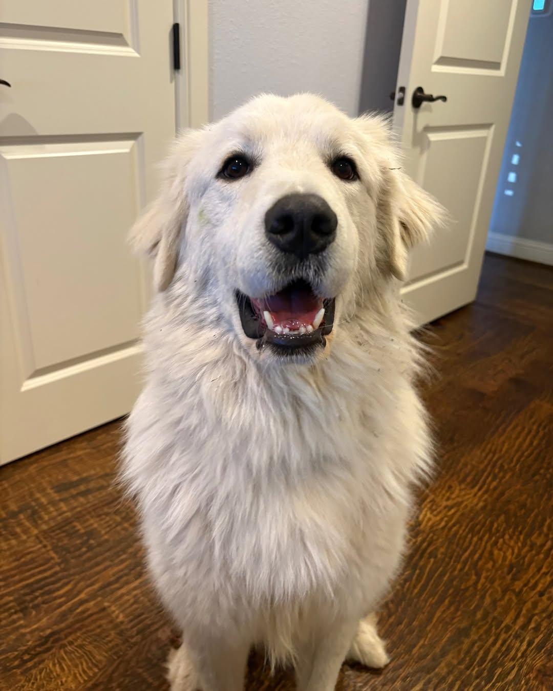 Rooster, a Adoptable Great Pyrenees in Garland, TX image 3/3