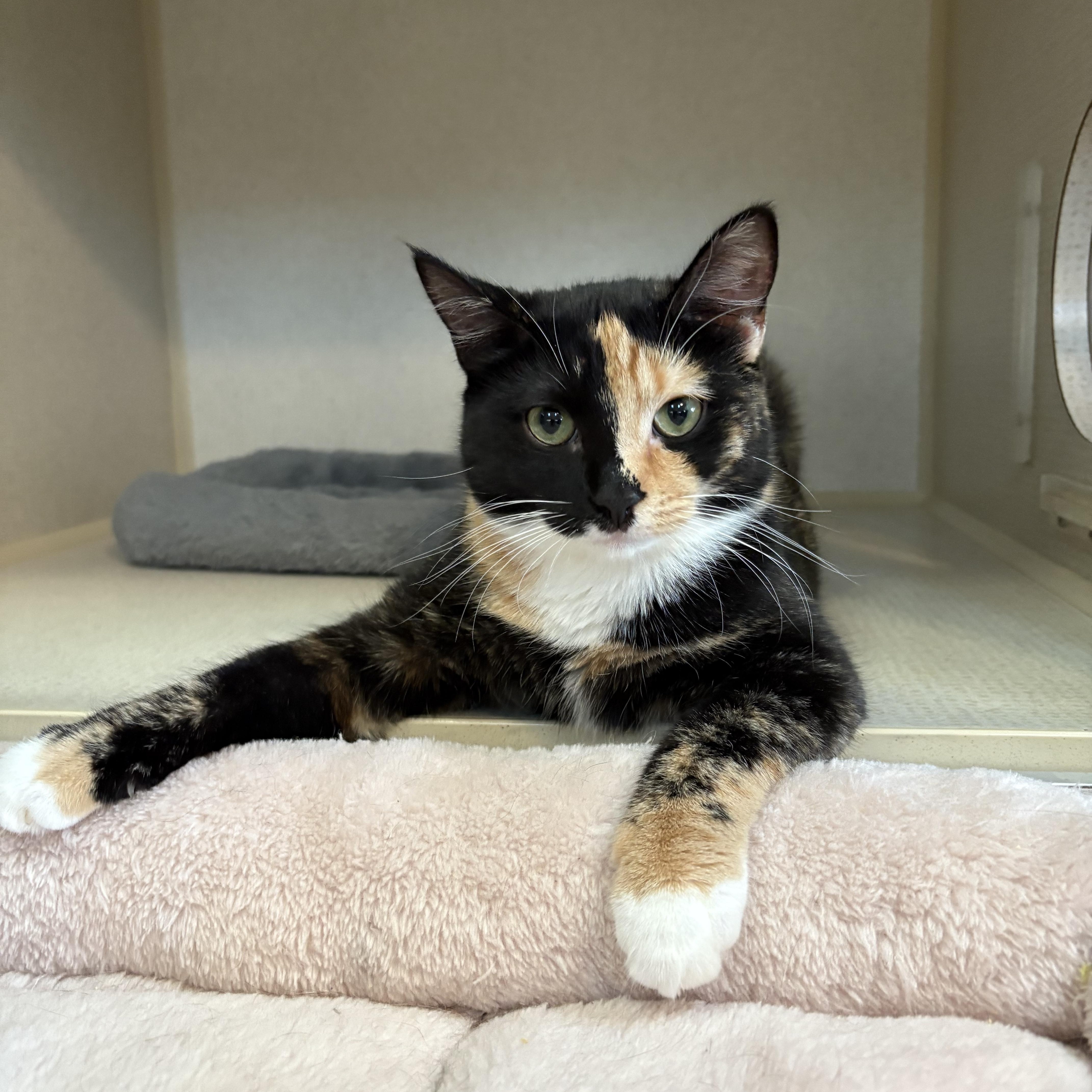 Enlarge DONNA, a Adoptable Domestic Short Hair in Hamilton, NJ image 3/5