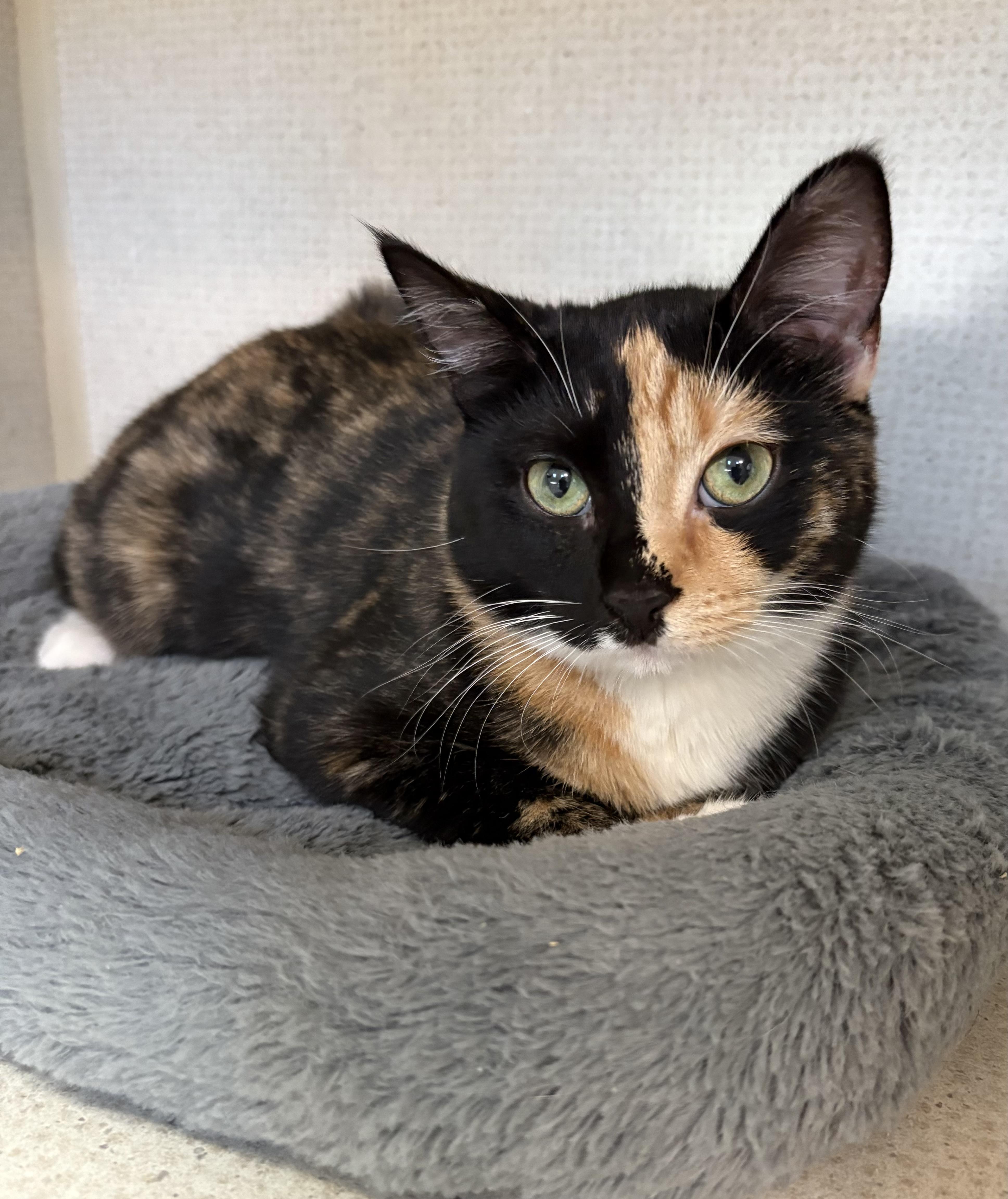 Enlarge DONNA, a Adoptable Domestic Short Hair in Hamilton, NJ image 5/5