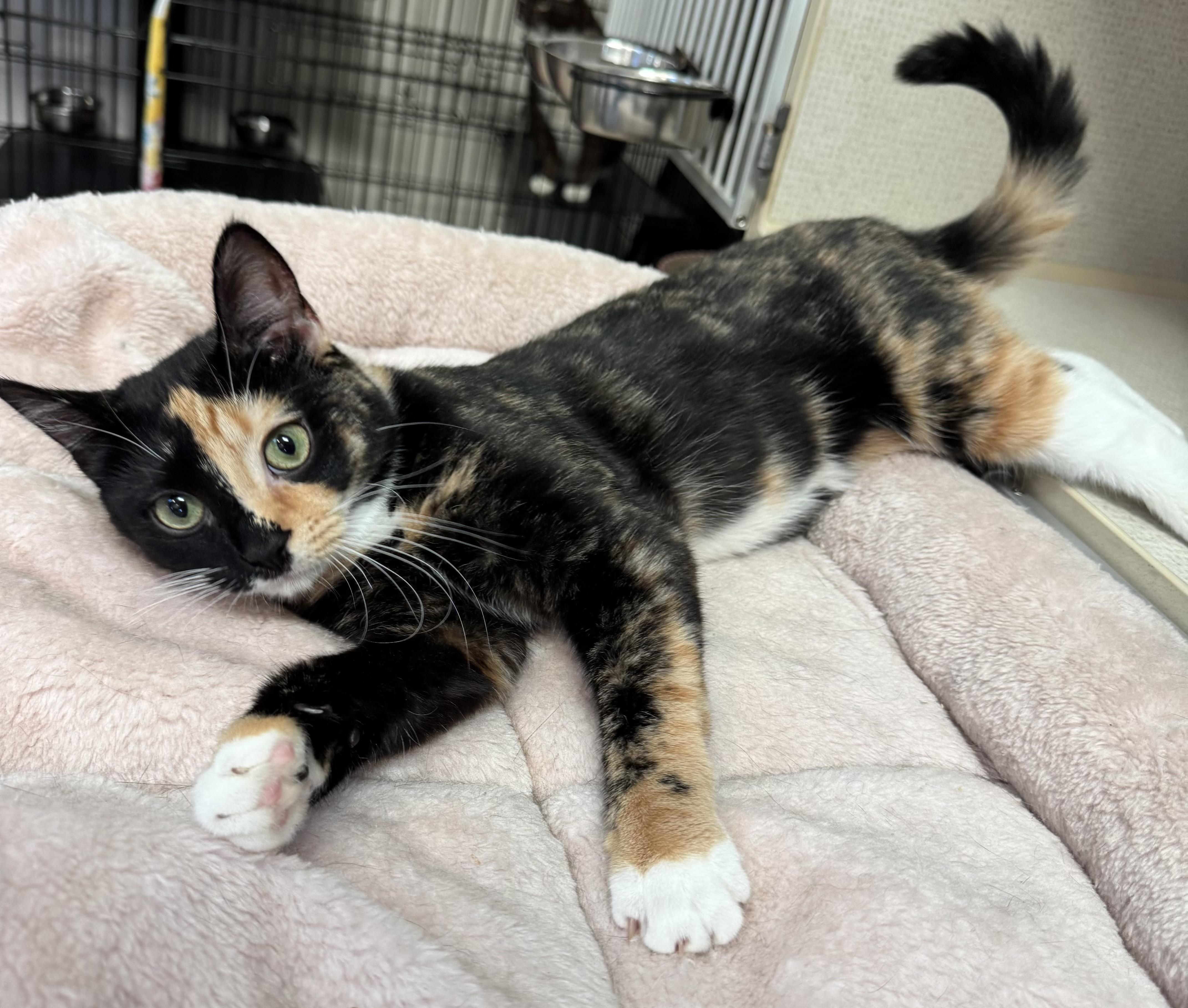 DONNA, Adoptable, Kitten Female Domestic Short Hair.
