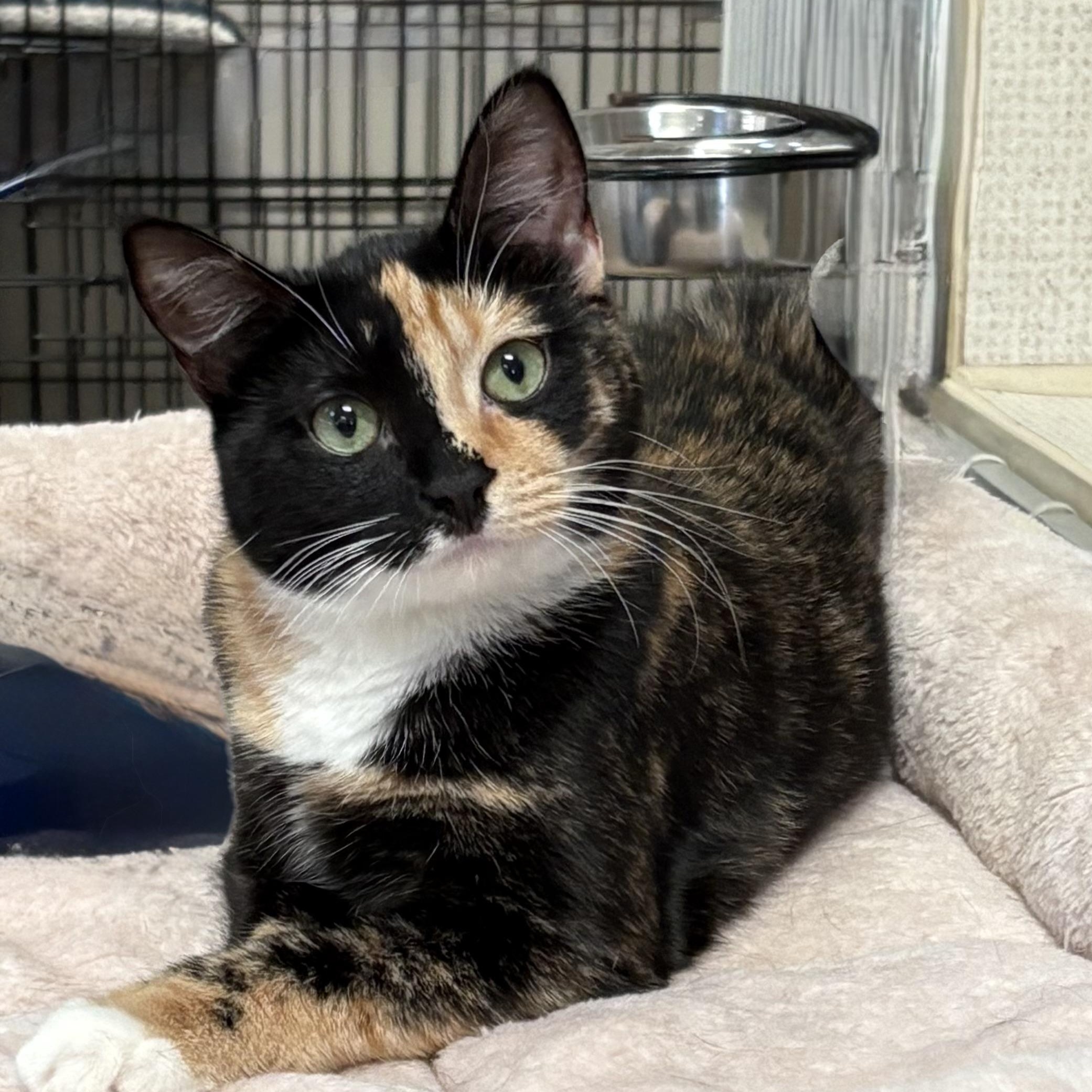 Enlarge DONNA, a Adoptable Domestic Short Hair in Hamilton, NJ image 2/5