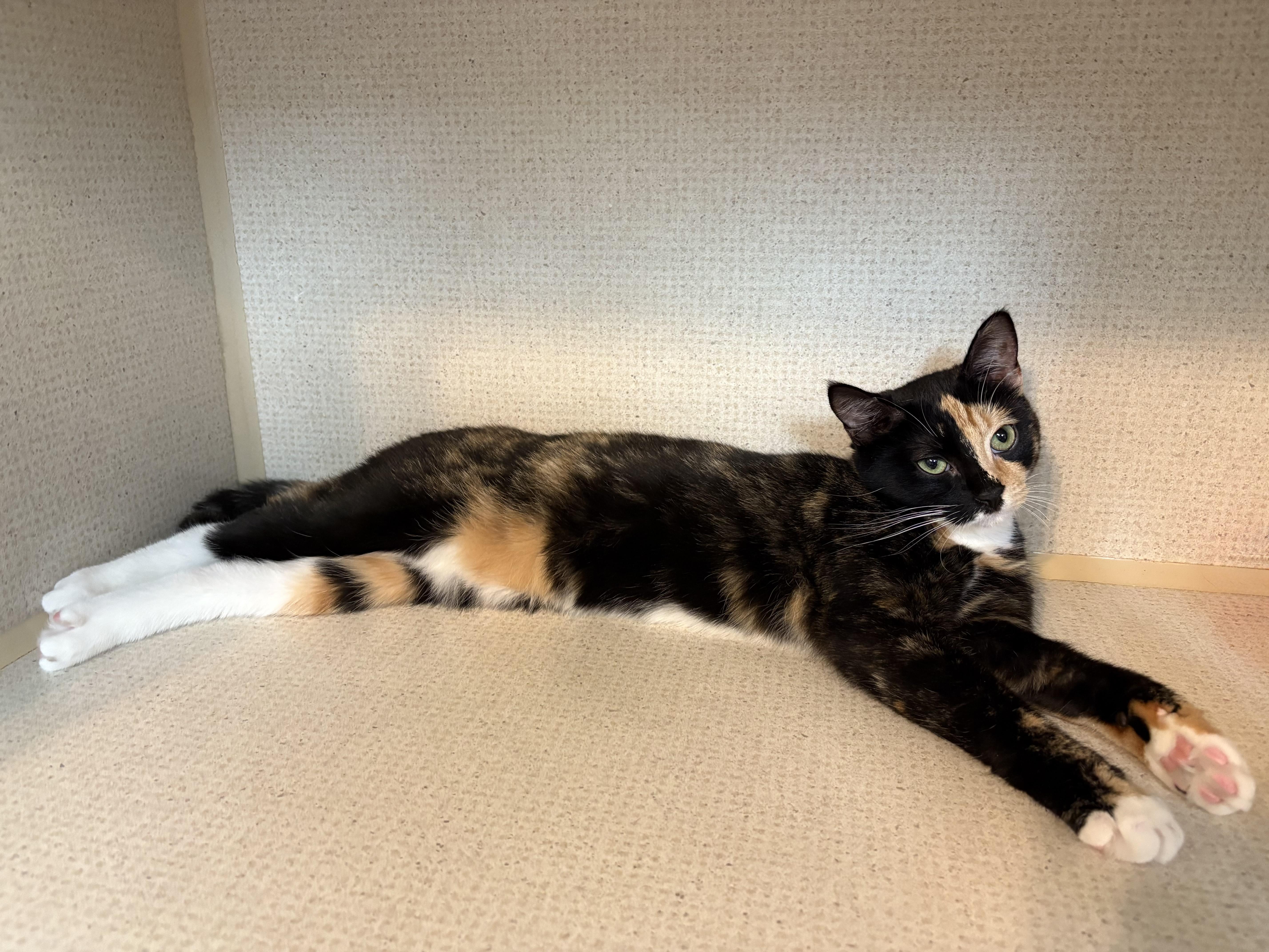 Enlarge DONNA, a Adoptable Domestic Short Hair in Hamilton, NJ image 4/5