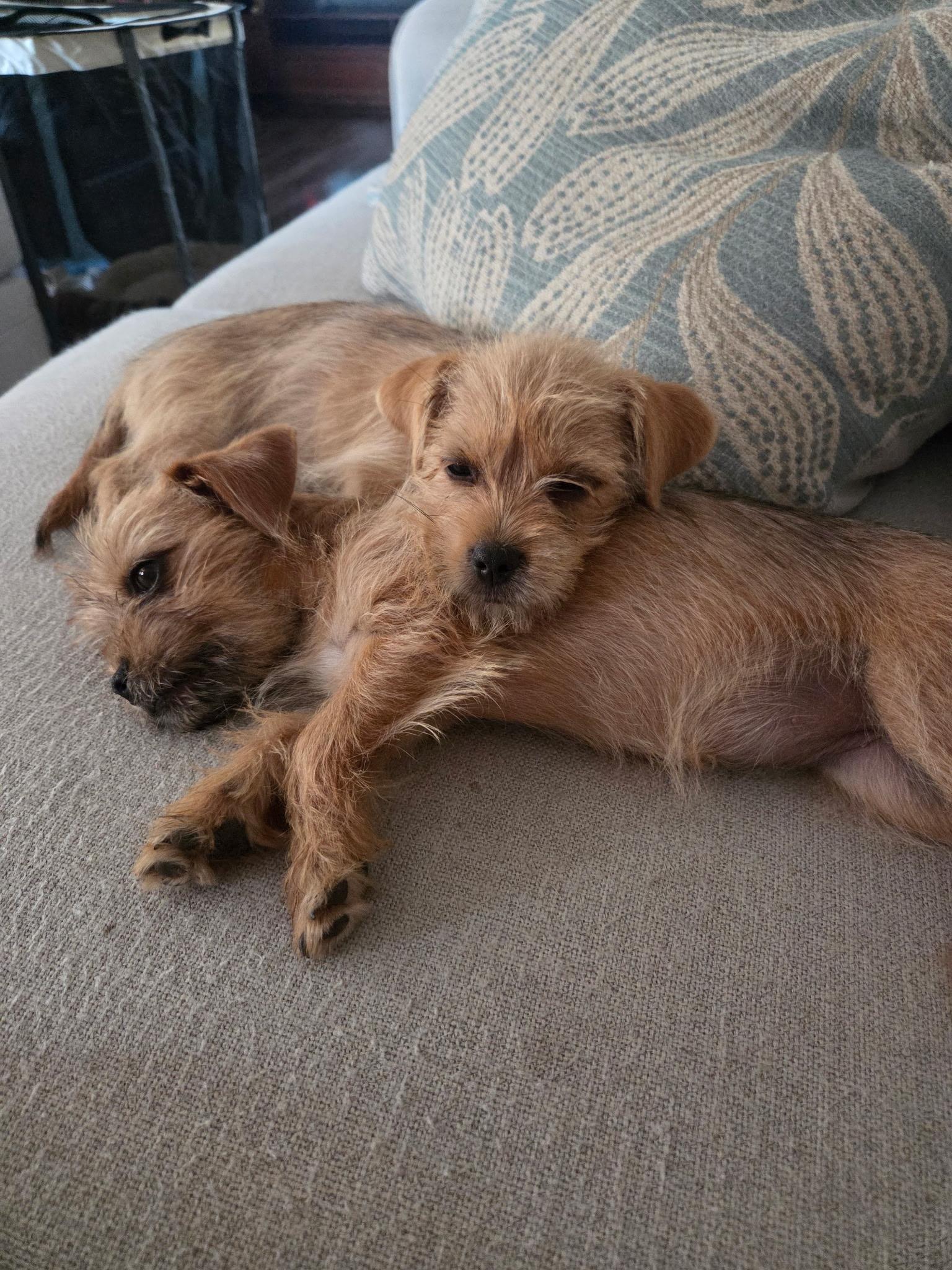 Yorkie Mix Puppies, Adopted, Puppy Female Yorkshire Terrier & Chihuahua.