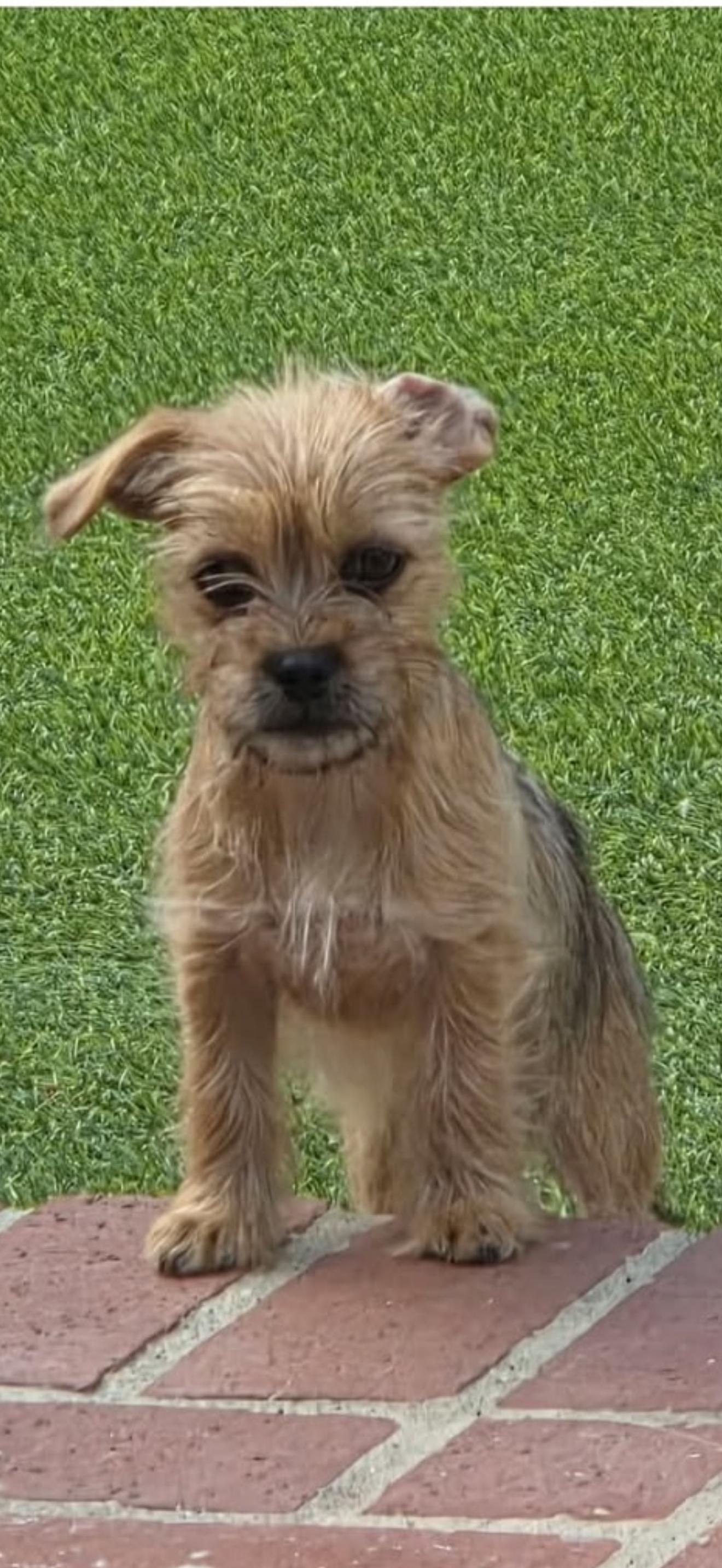 Enlarge Yorkie Mix Puppies, a Adopted mixed breed in North Hollywood , CA image 3/4