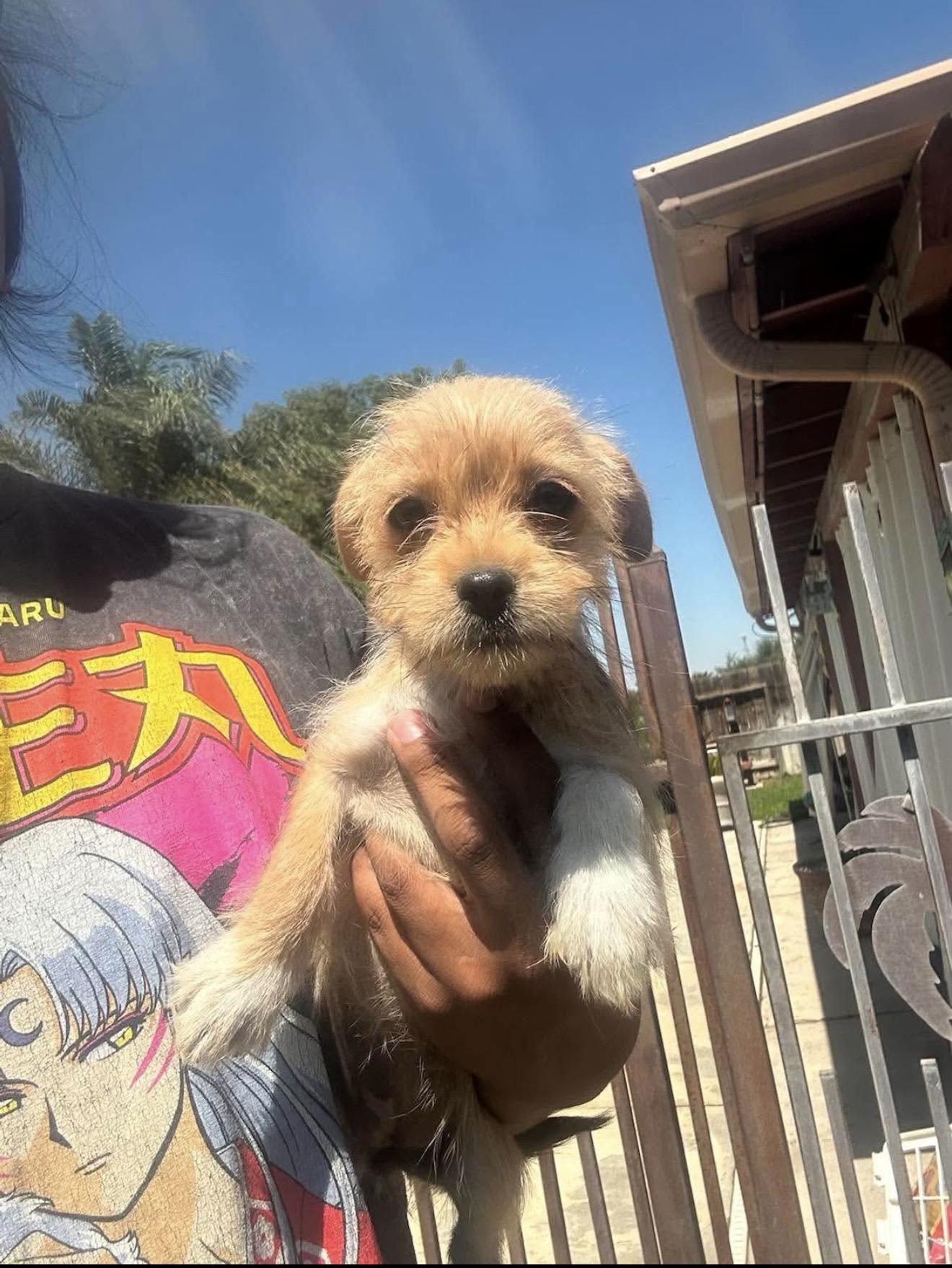 Enlarge Yorkie Mix Puppies, a Adopted mixed breed in North Hollywood , CA image 2/4