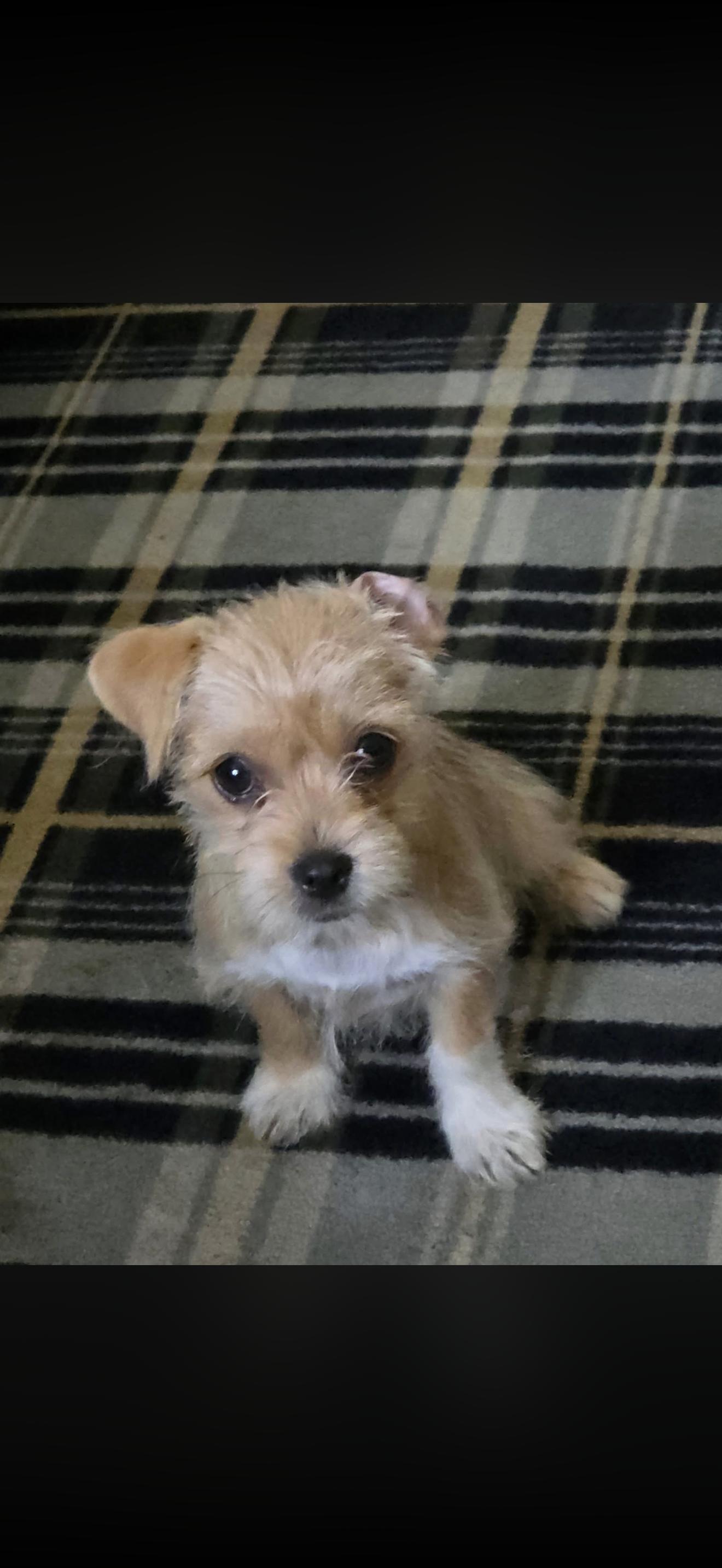 Enlarge Yorkie Mix Puppies, a Adopted mixed breed in North Hollywood , CA image 4/4