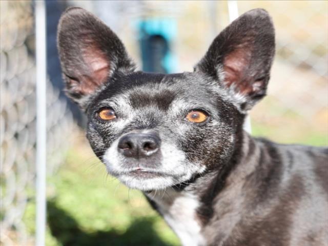 SYDNEY, Adoptable, Senior Female Chihuahua & Mixed Breed.