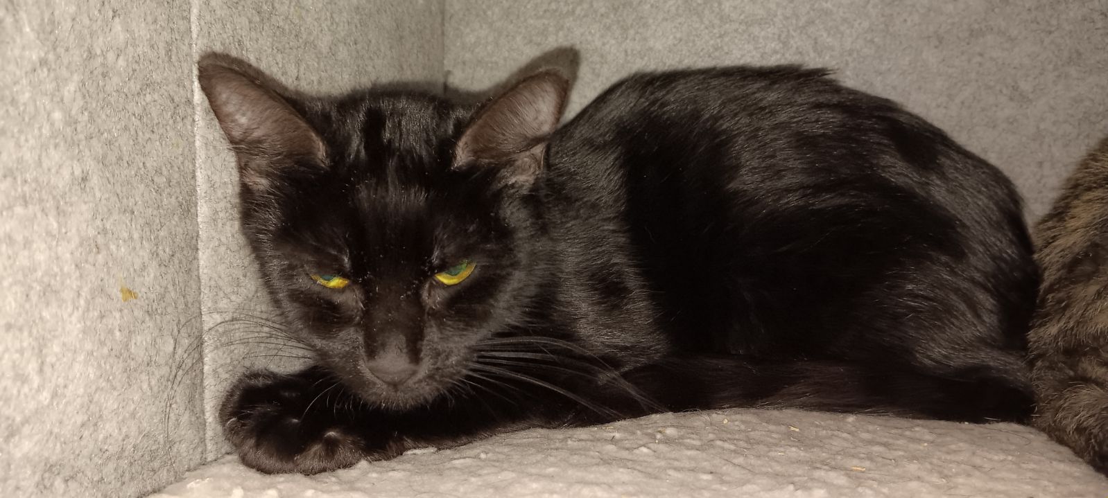 Cat for adoption Ash, a Domestic Short Hair in Margate, FL Petfinder