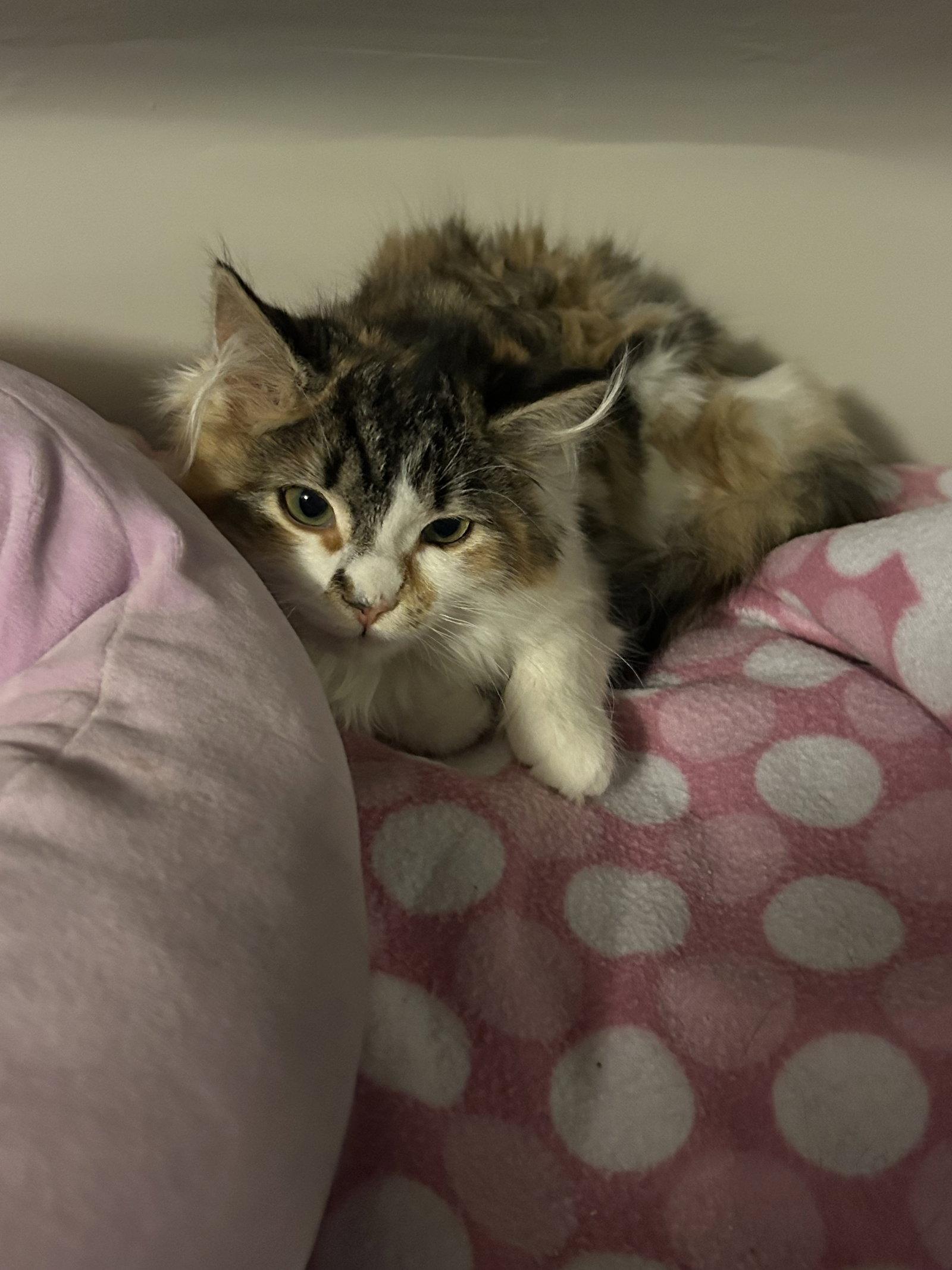 Enlarge Smudgie w/Simon, a Adopted Domestic Long Hair in Stewartsville, NJ image 1/3