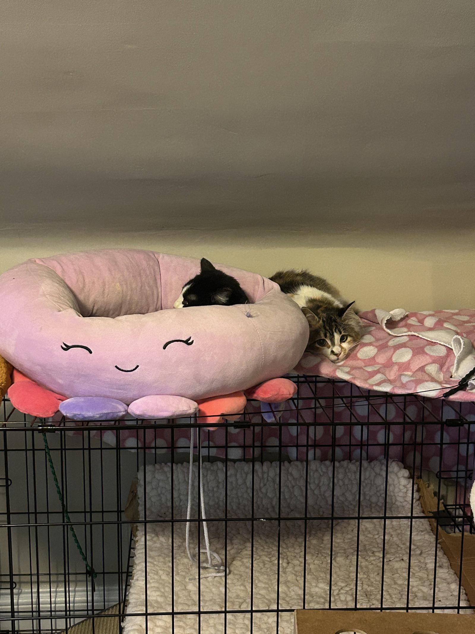 Enlarge Smudgie w/Simon, a Adopted Domestic Long Hair in Stewartsville, NJ image 2/3