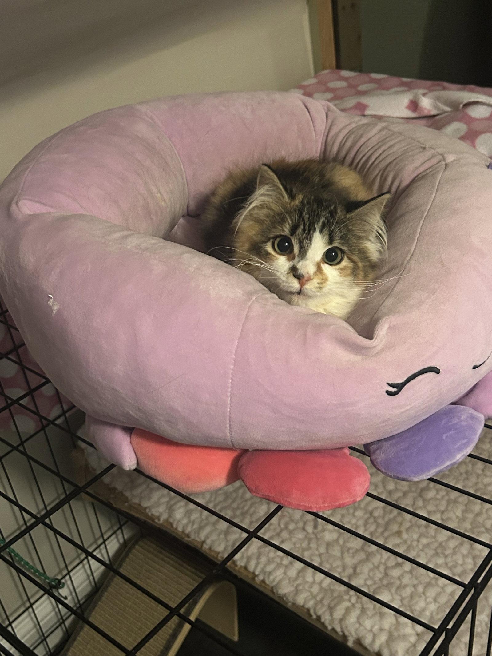 Enlarge Smudgie w/Simon, a Adopted Domestic Long Hair in Stewartsville, NJ image 3/3