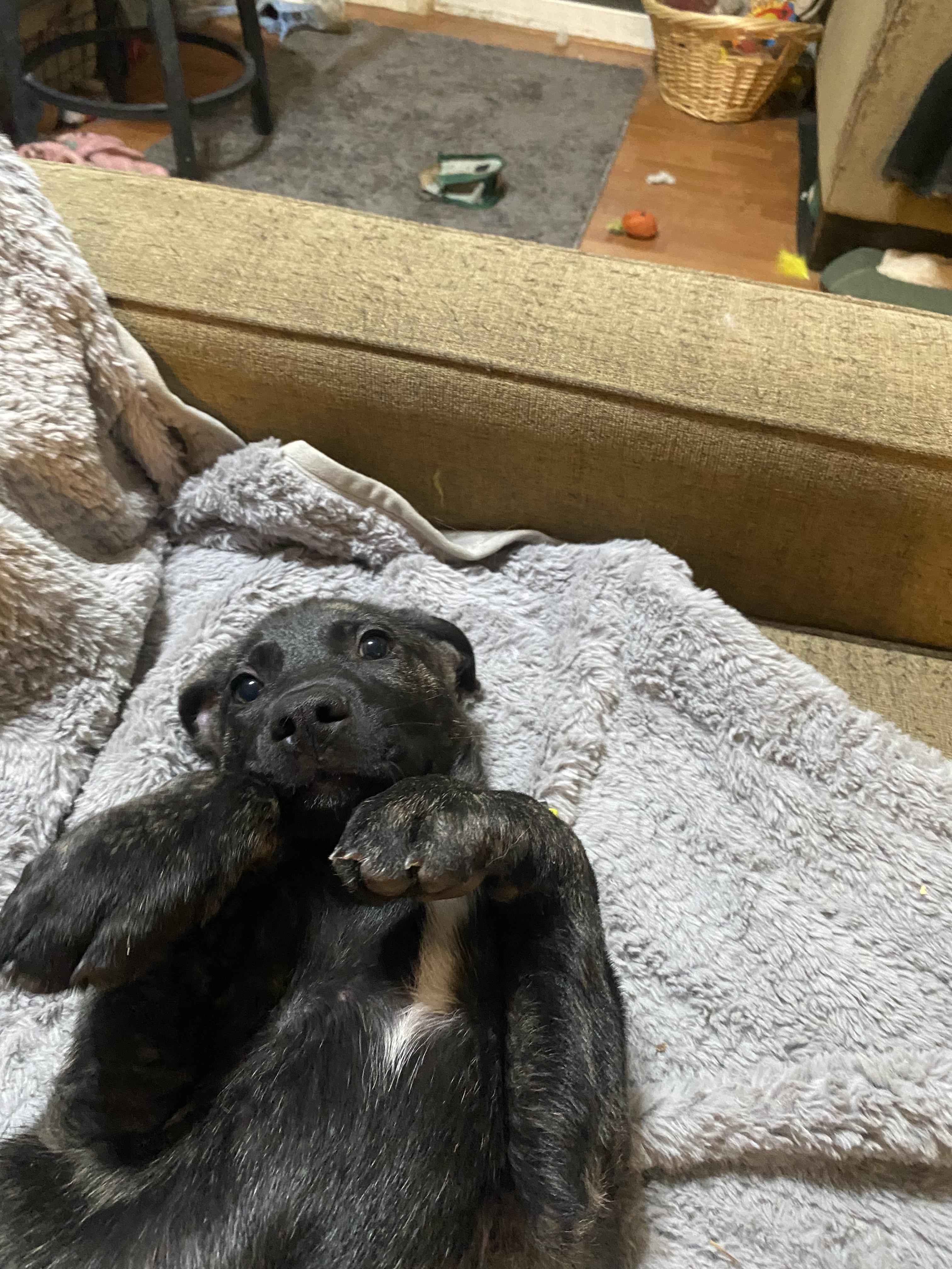 Hurley, a Adoptable mixed breed in Rocklin , CA image 2/4