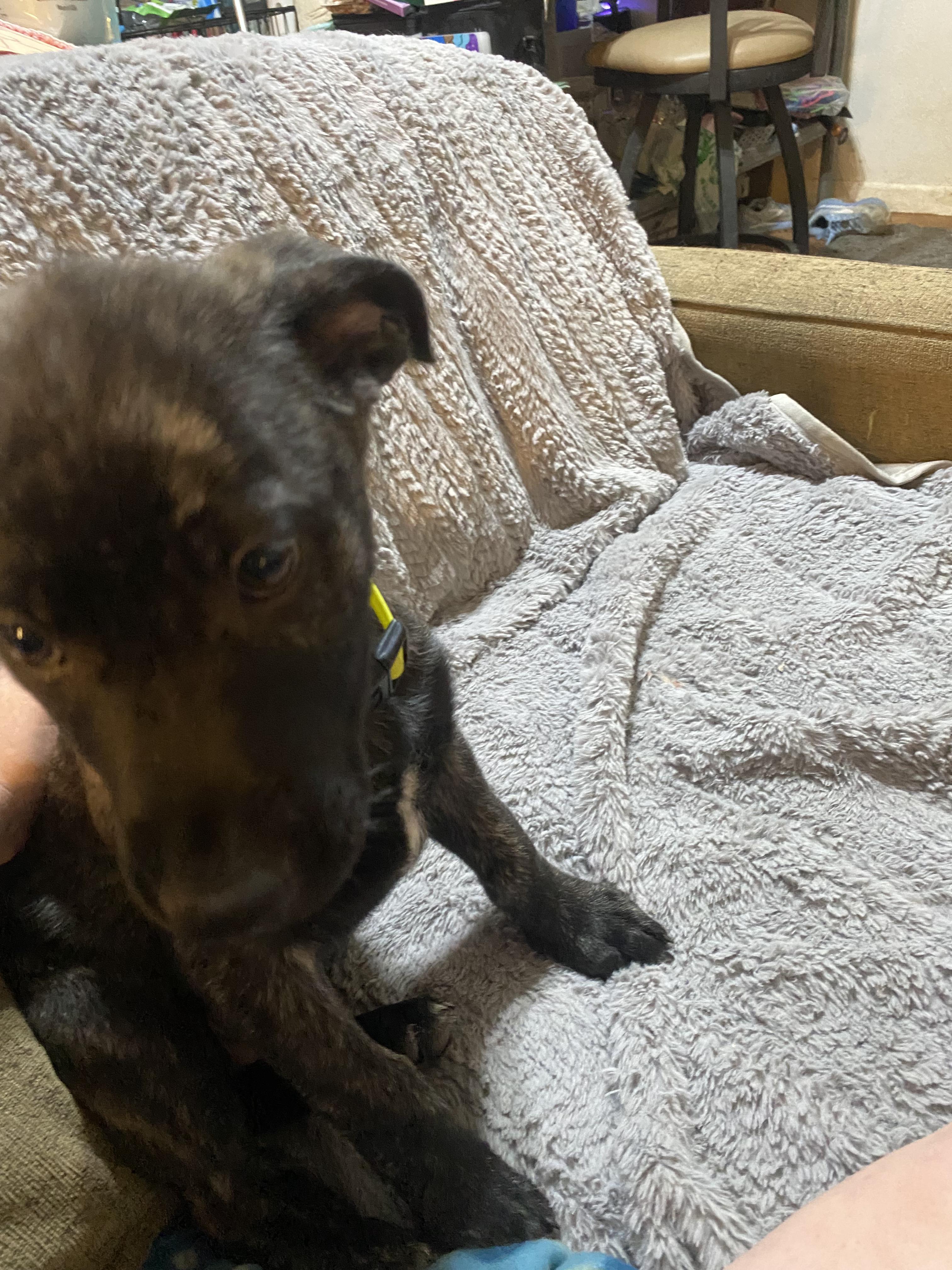 Hurley, a Adoptable mixed breed in Rocklin , CA image 3/4