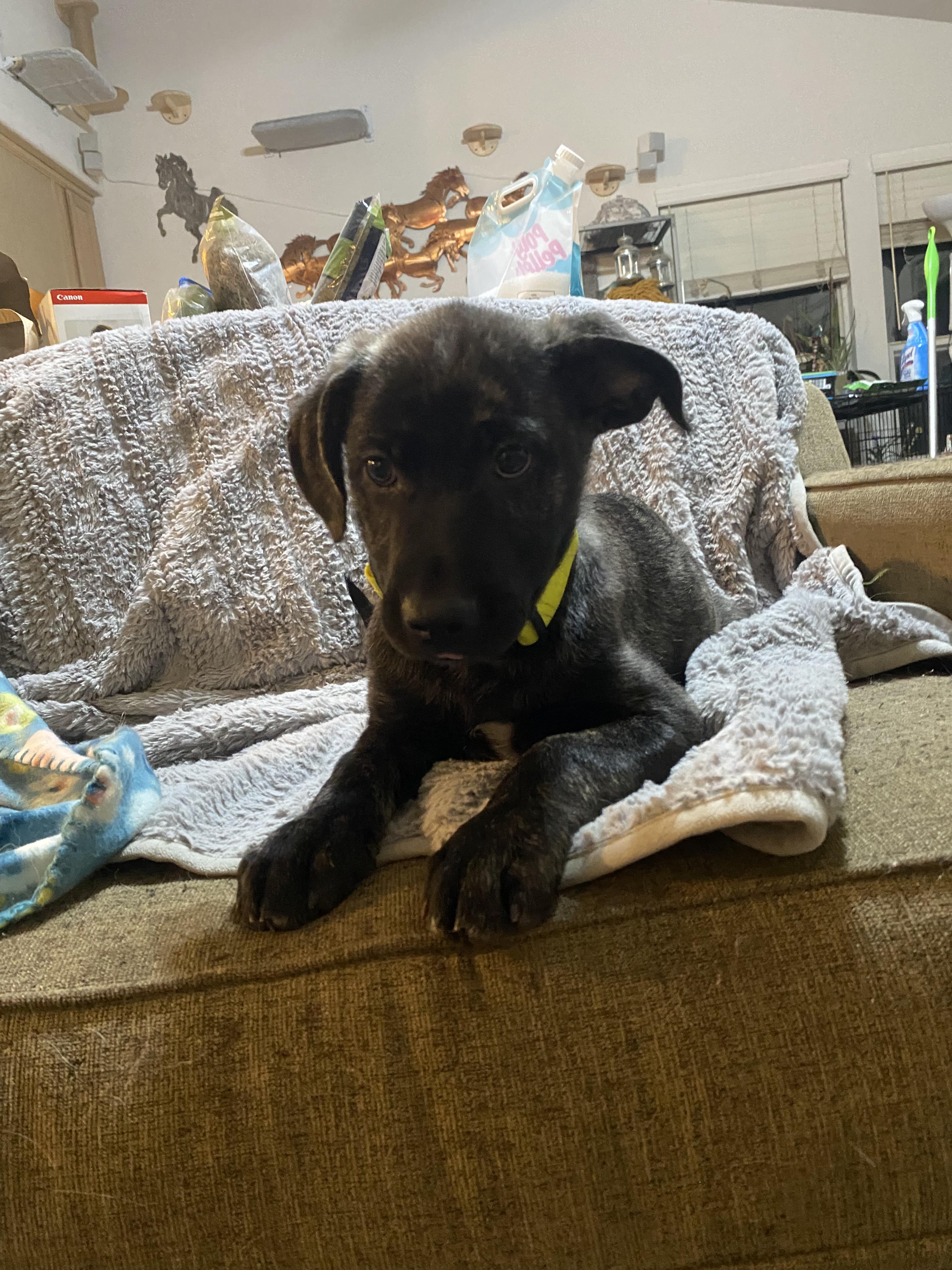 Hurley, Adoptable, Young Male Shepherd.